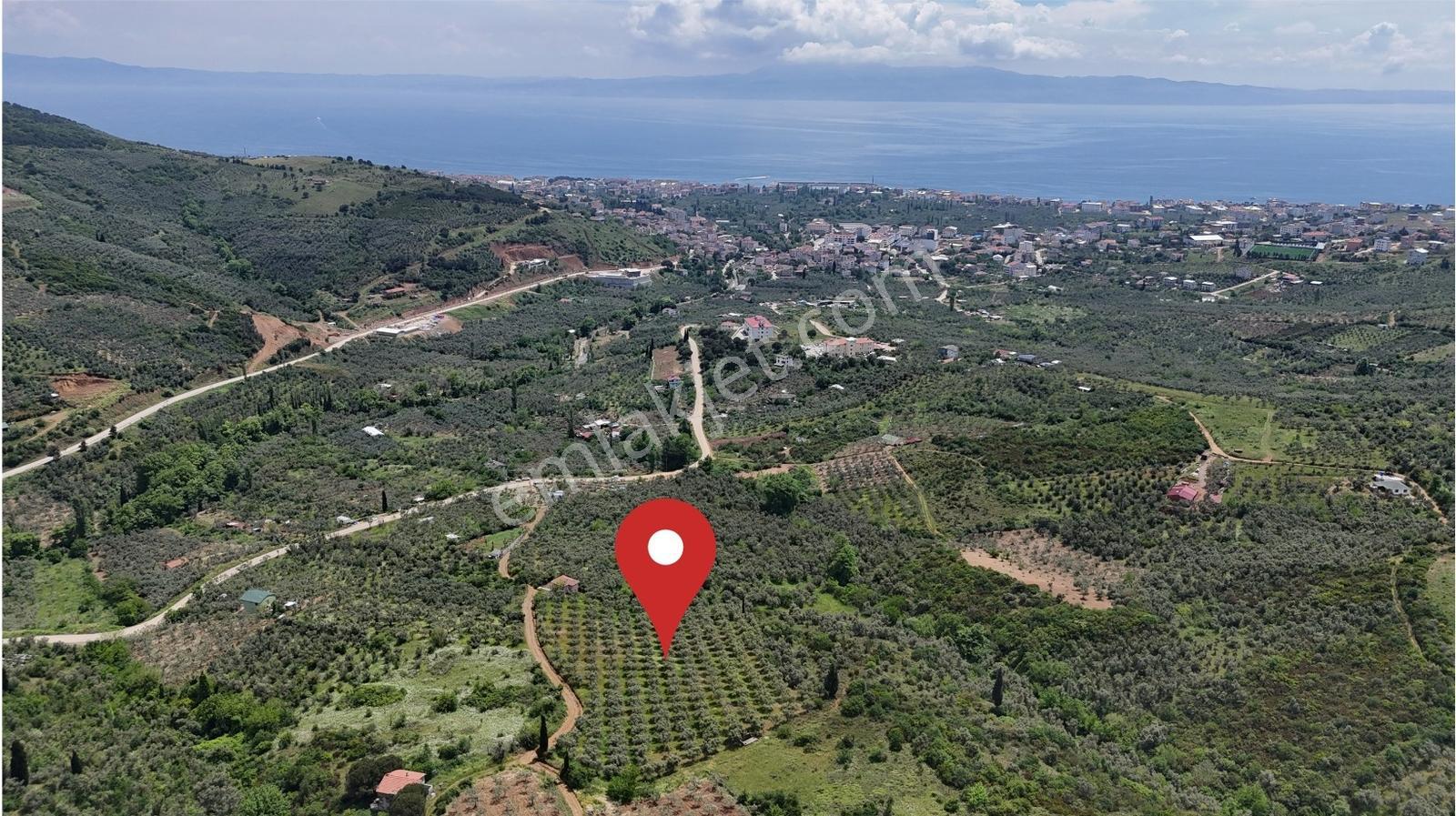 Termal Turizm Alanında İmara Yakın 26.192m2 Fırsat Zeytinlik