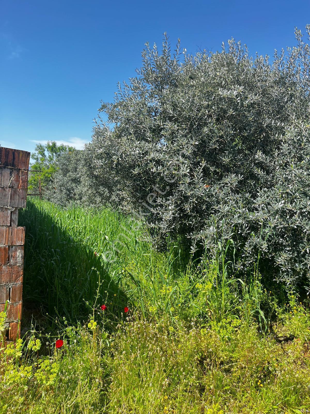 Göçmen Gayrimenkul'den Yazırlı Mah.800 M2 Satılık Arsa - Görsel 2