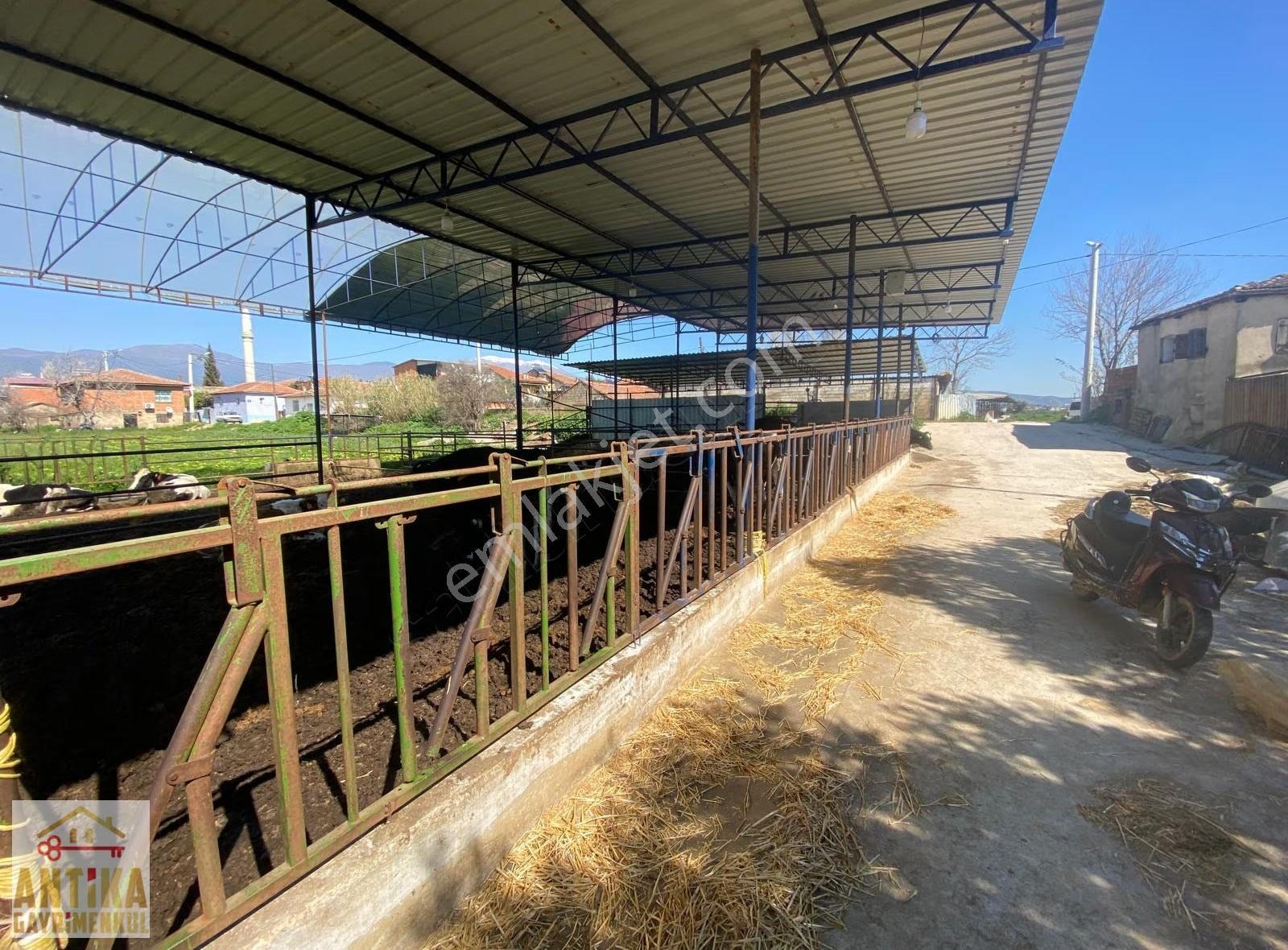 Antika'dan Merkeze Yakın Elektrik Ve Suyu Mevcut Satılık Çiftlik