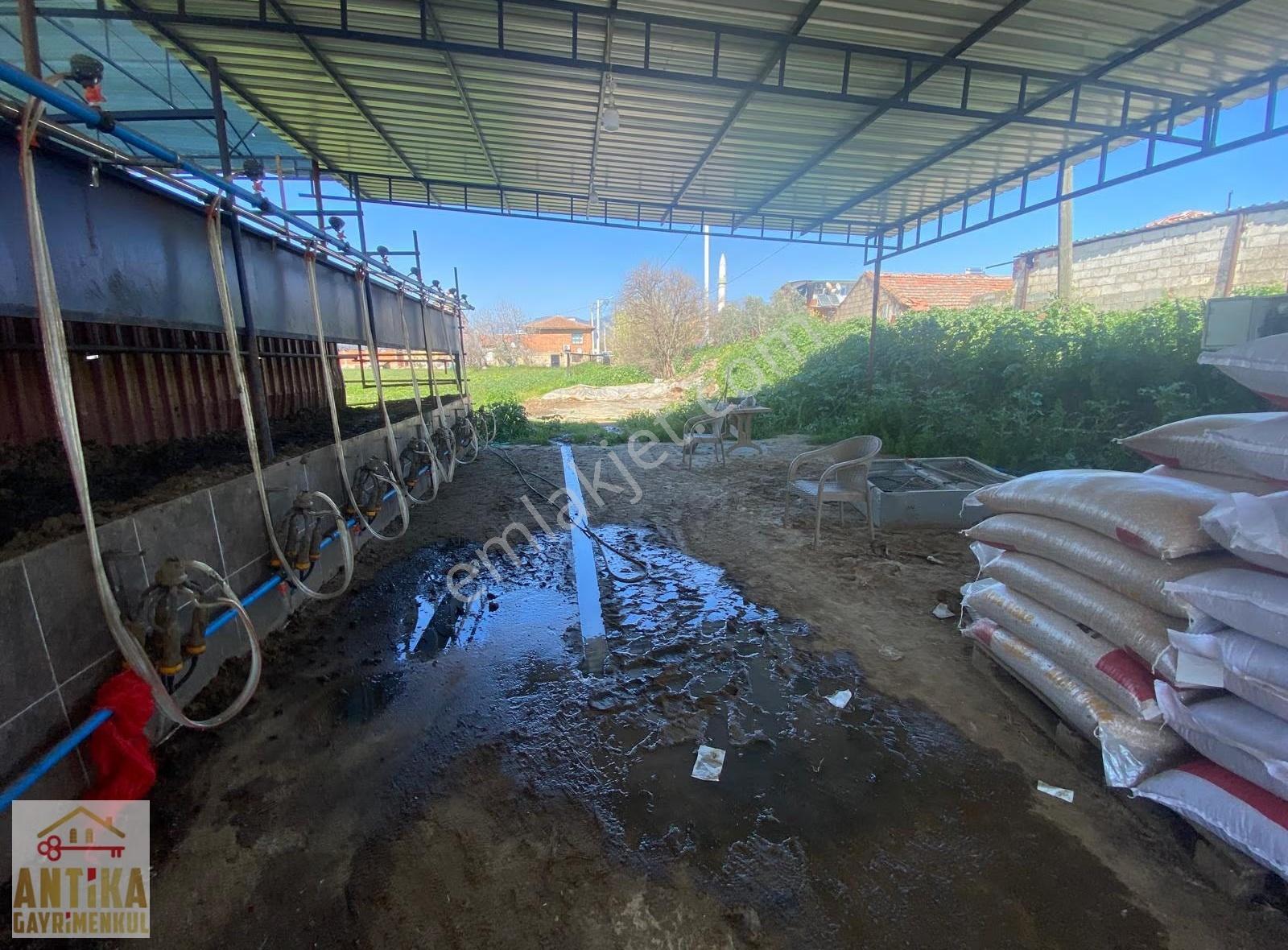 Antika'dan Merkeze Yakın Elektrik Ve Suyu Mevcut Satılık Çiftlik - Görsel 14