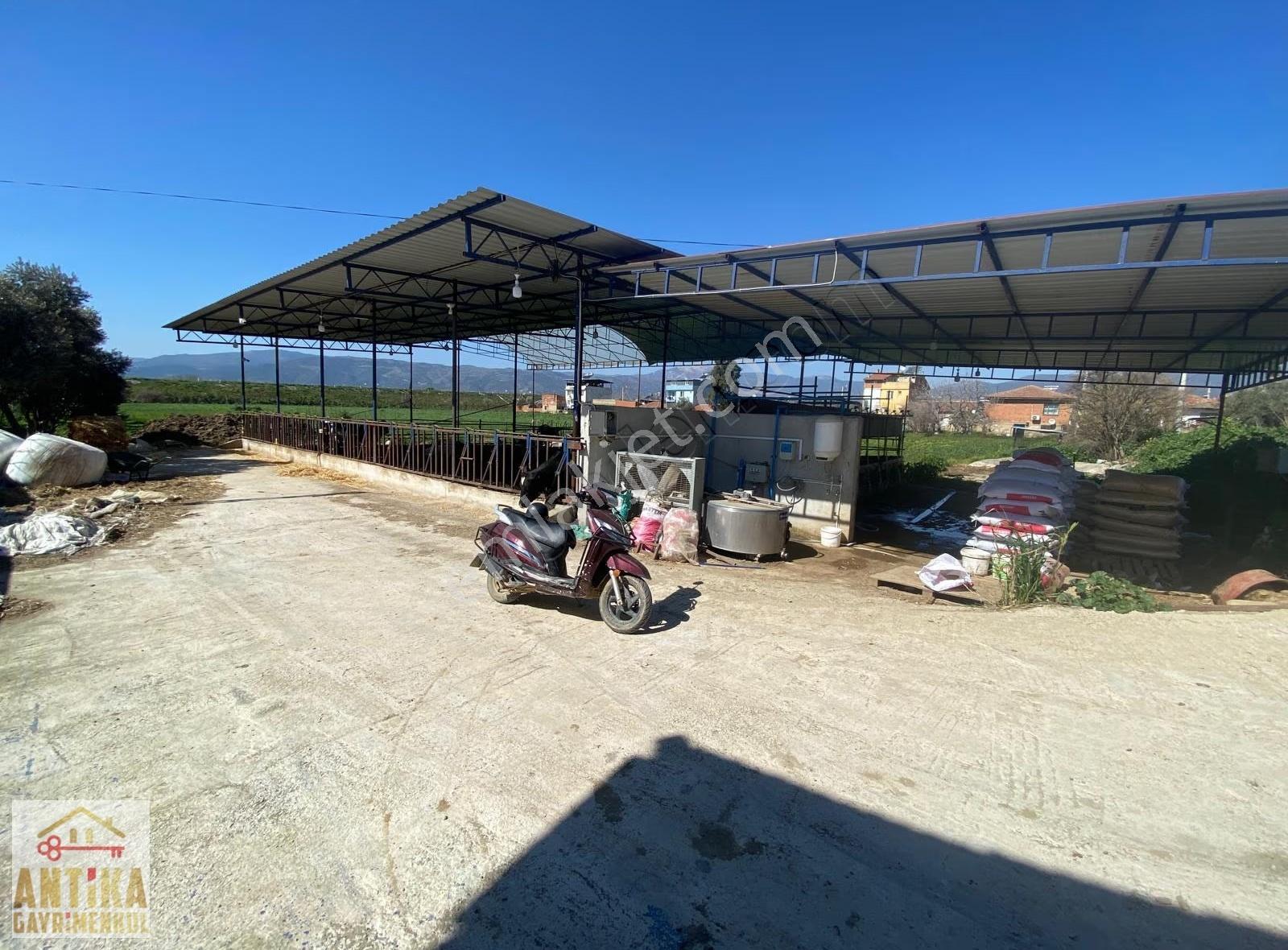 Antika'dan Merkeze Yakın Elektrik Ve Suyu Mevcut Satılık Çiftlik - Görsel 12