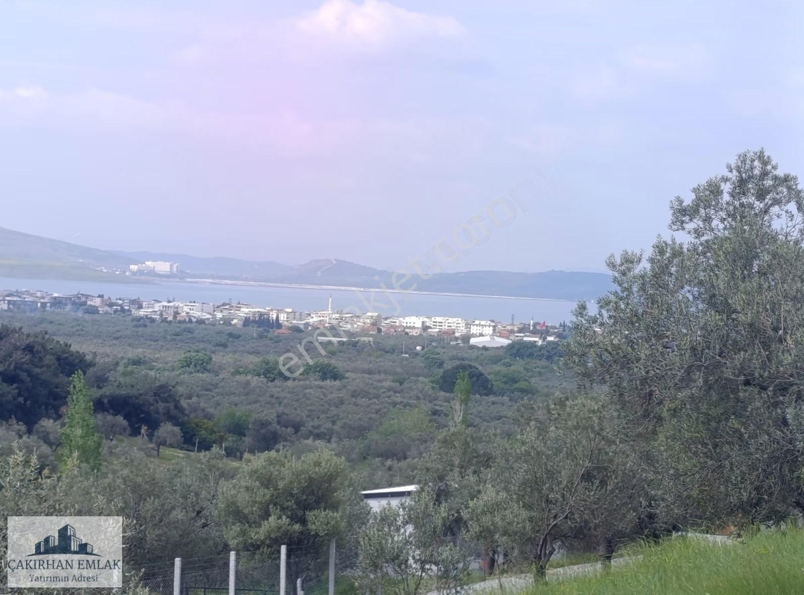Yenişakran Merkezde Deniz Manzaralı Yola Cepheli Zeytinlik - Görsel 3