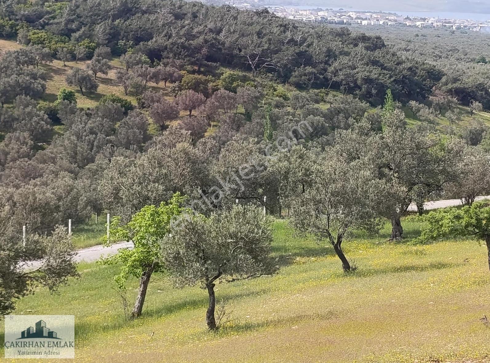 Yenişakran Merkezde Deniz Manzaralı Yola Cepheli Zeytinlik - Görsel 8