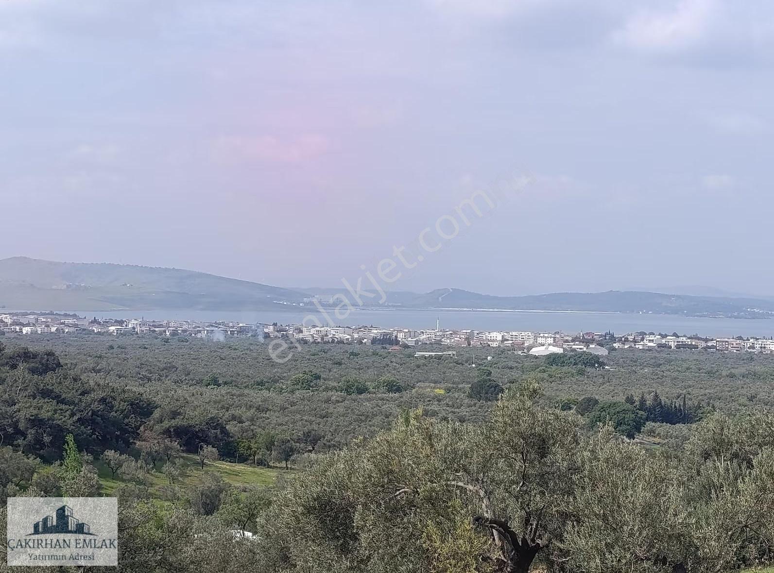 Yenişakran Merkezde Deniz Manzaralı Yola Cepheli Zeytinlik