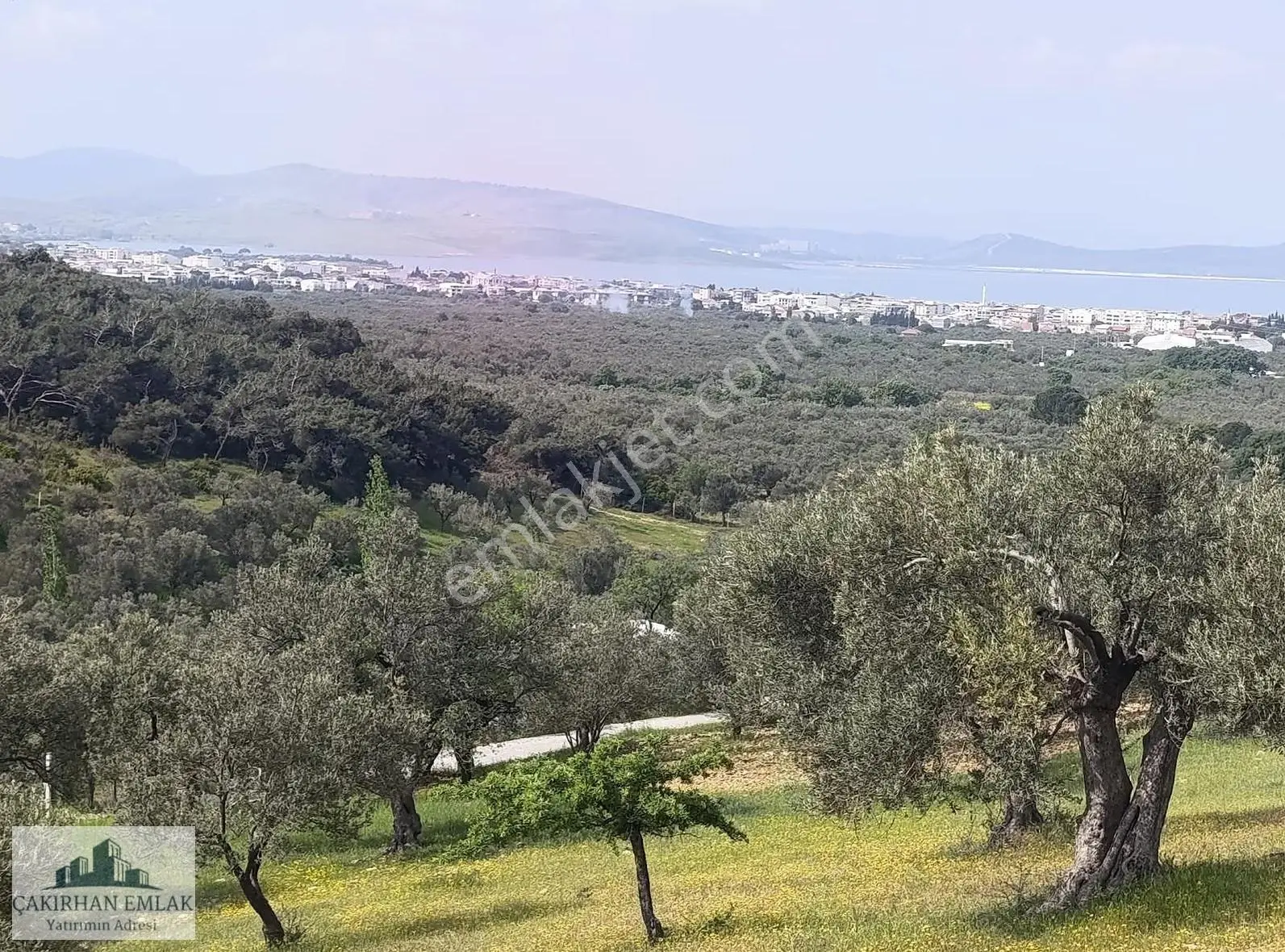 Yenişakran Merkezde Deniz Manzaralı Yola Cepheli Zeytinlik - Görsel 4