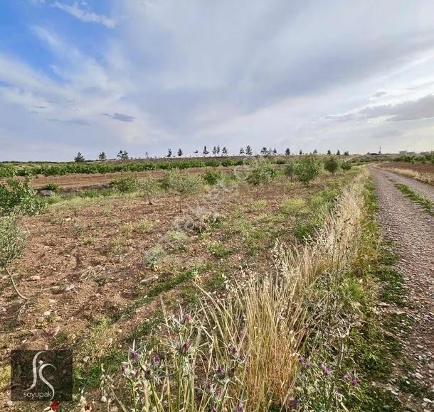 Denizli Bekilli Yeşiloba 127 Ada 158 Par 1.078m2 Tarla - Görsel 2