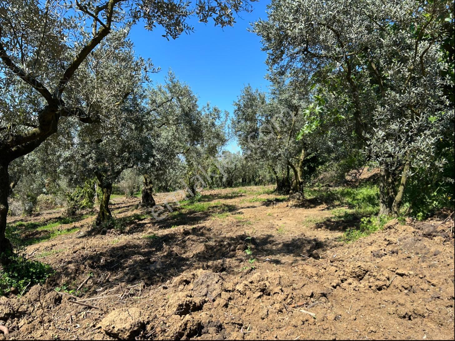 Sahibinden Köyiçi İmarlı Ful Deniz Manzaralı Mükemmel Arsa - Görsel 10