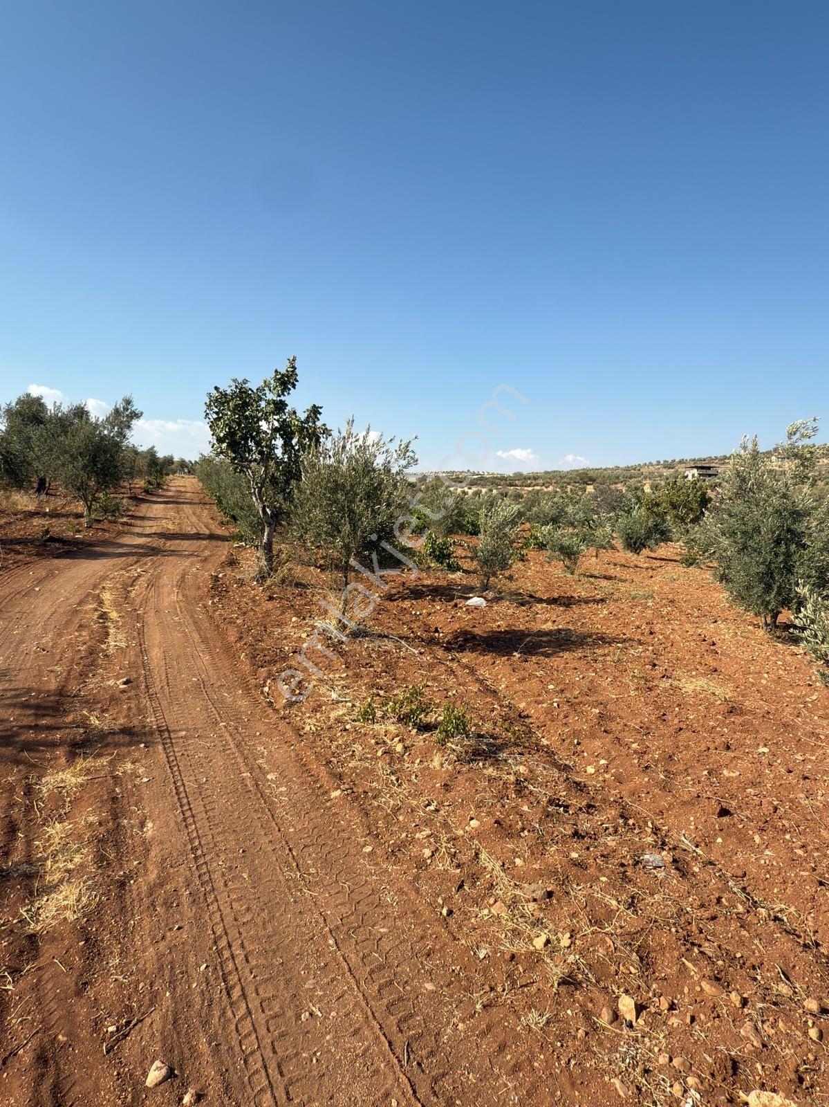 Uyaran 79 Gayrimenkul Den Öncüpınar Tapulu 2 Parça 10800 M2 - Görsel 13
