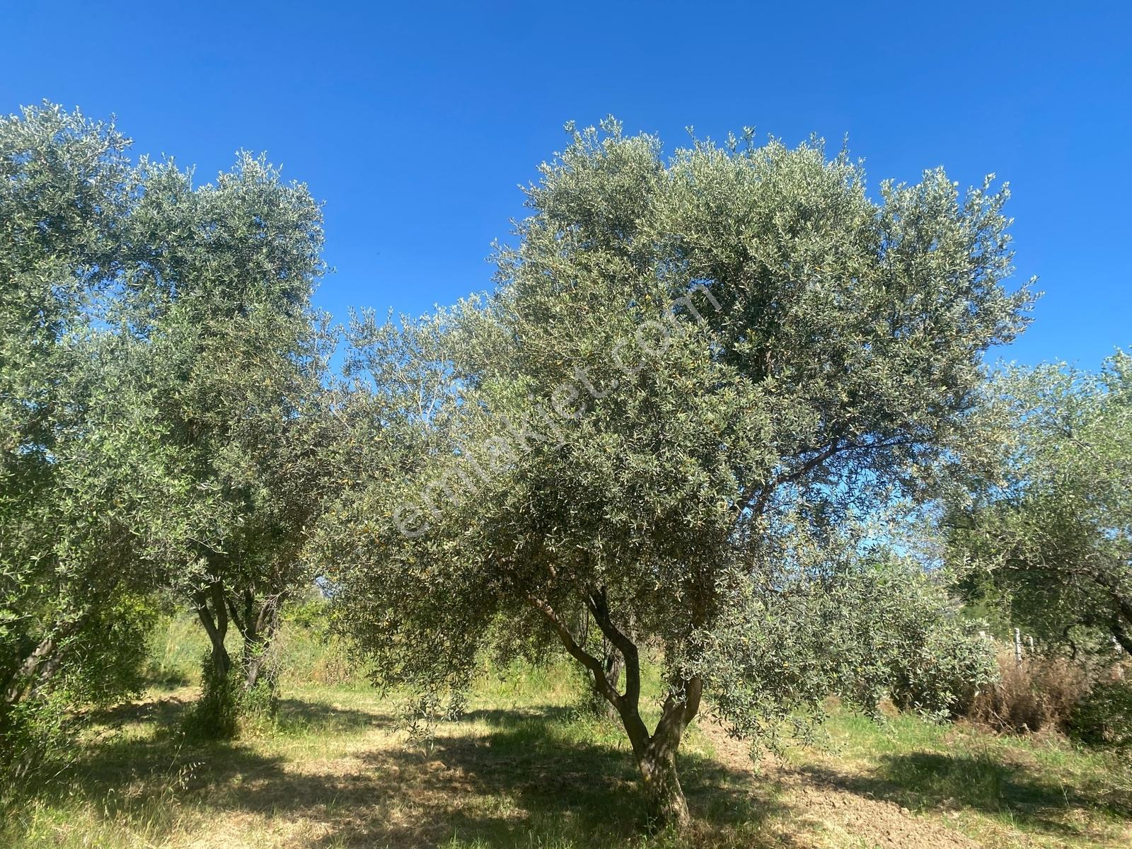 Nazilli Güzelköyde 1.545 M2 Bahçe Satılıktır