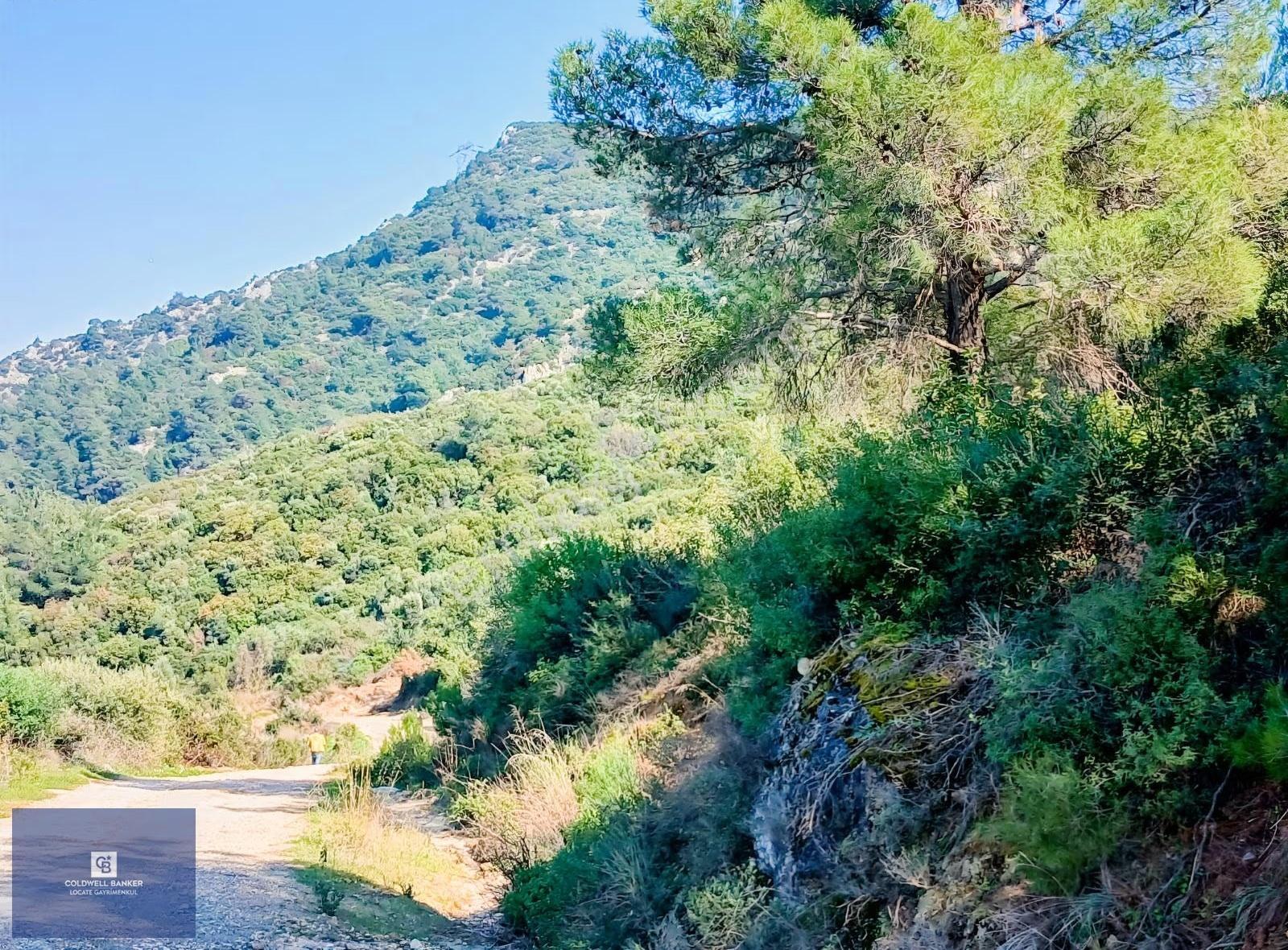 Tire Büyükkalede Eşsiz Manzaralı 44 Dönüm Zeytinlik Ve Yatırım - Görsel 10