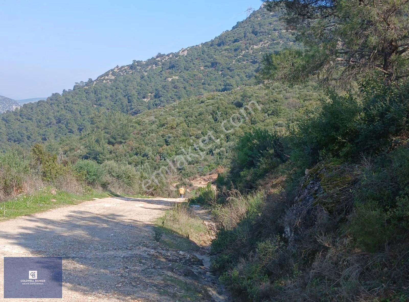Tire Büyükkalede Eşsiz Manzaralı 44 Dönüm Zeytinlik Ve Yatırım - Görsel 21