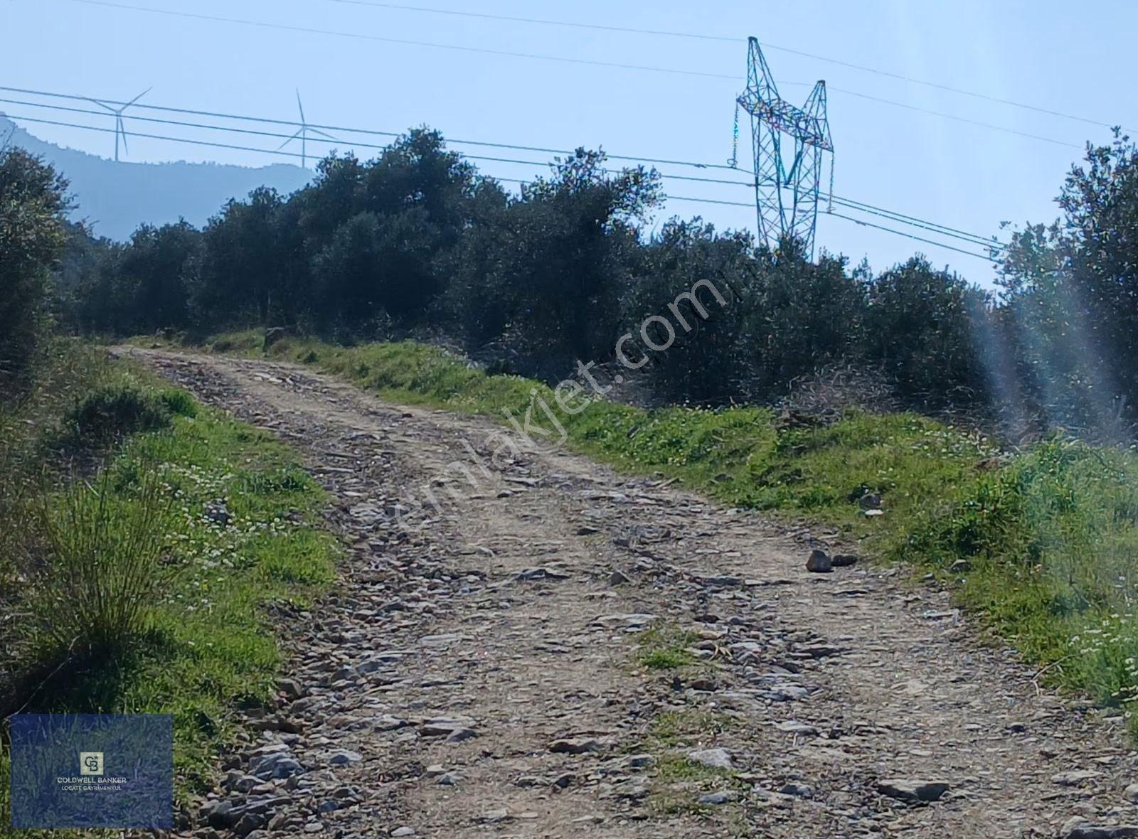 Tire Büyükkalede Eşsiz Manzaralı 44 Dönüm Zeytinlik Ve Yatırım - Görsel 19