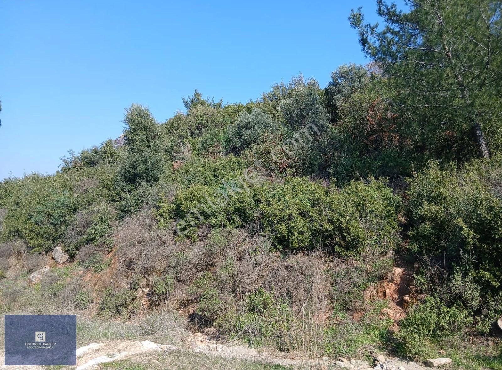 Tire Büyükkalede Eşsiz Manzaralı 44 Dönüm Zeytinlik Ve Yatırım - Görsel 9