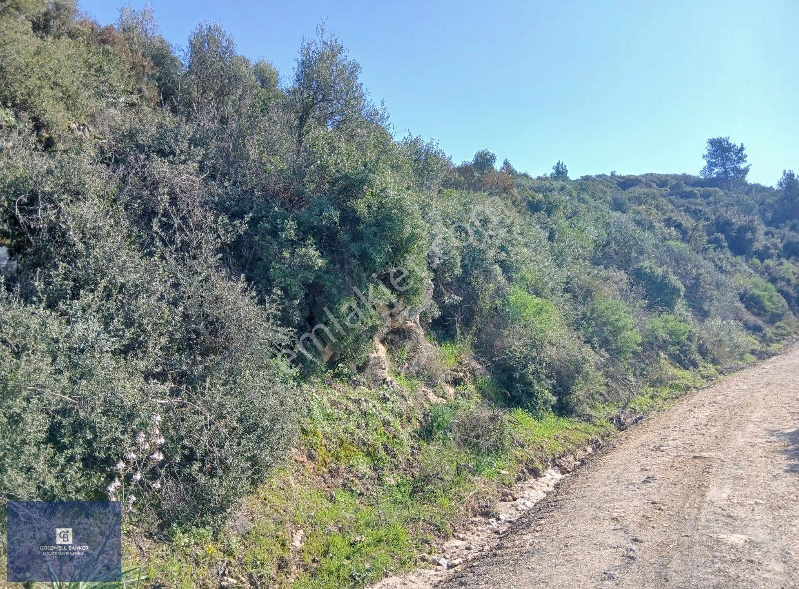 Tire Büyükkalede Eşsiz Manzaralı 44 Dönüm Zeytinlik Ve Yatırım - Görsel 15