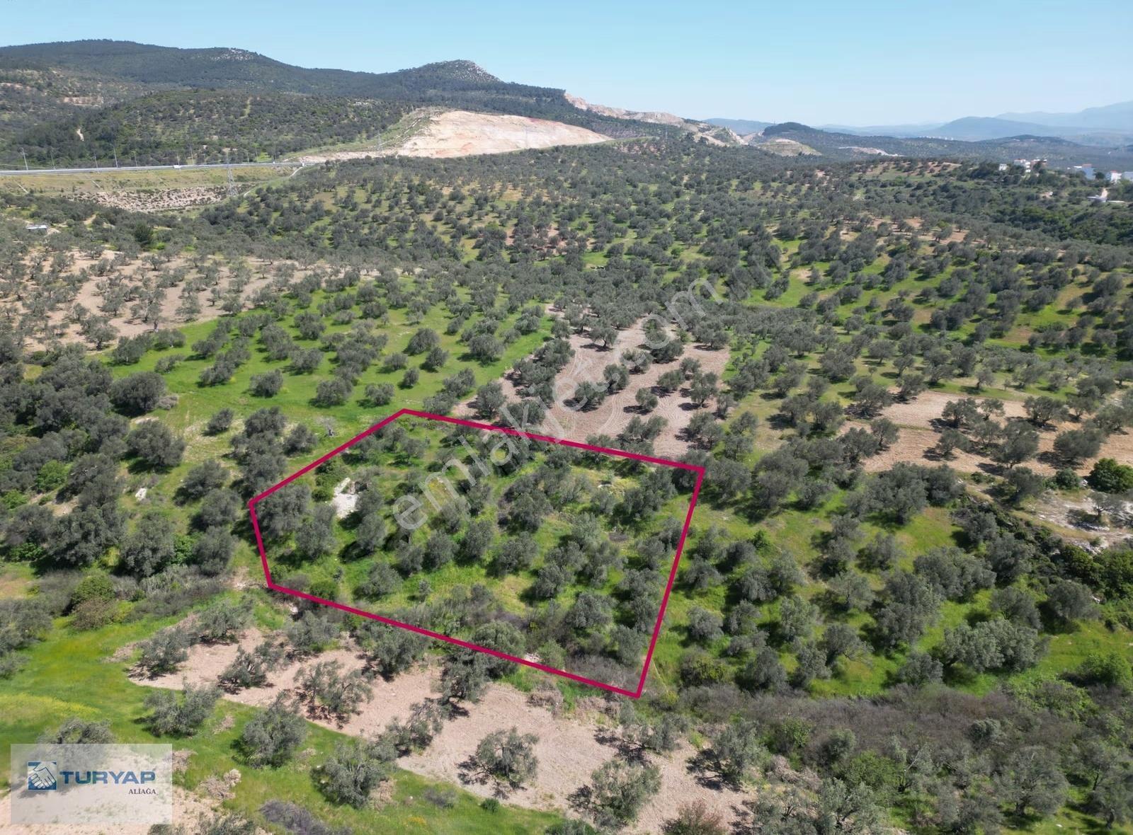 Müstakil Tapu 1617m2 Satılık Zeytinlik - Görsel 2