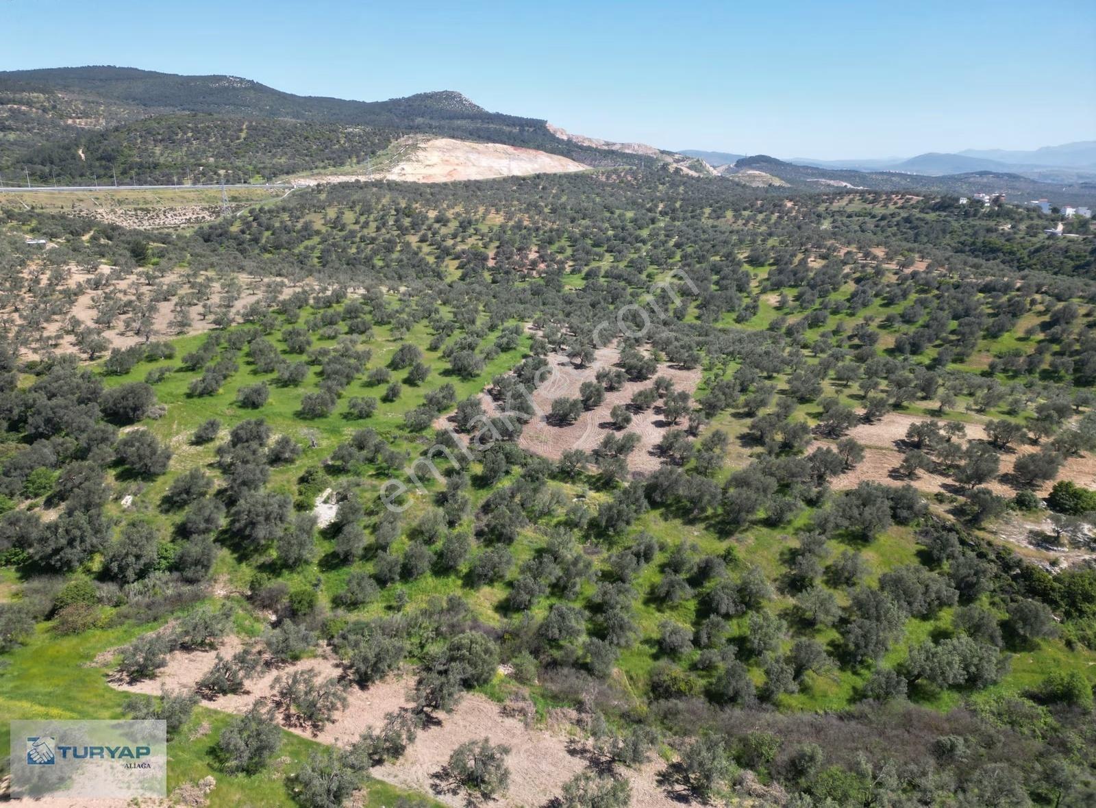 Müstakil Tapu 1617m2 Satılık Zeytinlik - Görsel 7