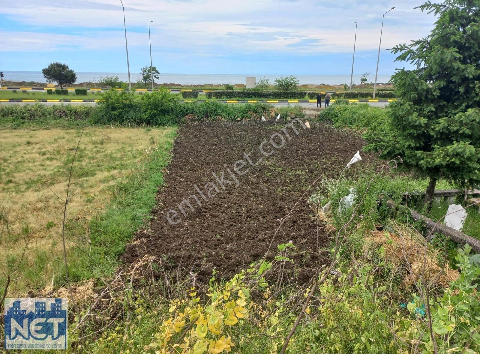 Net Profesyonel Emlaktan Çarşıbaşı'nda Sahil Ve Yol Kenarı Arsa - Görsel 4