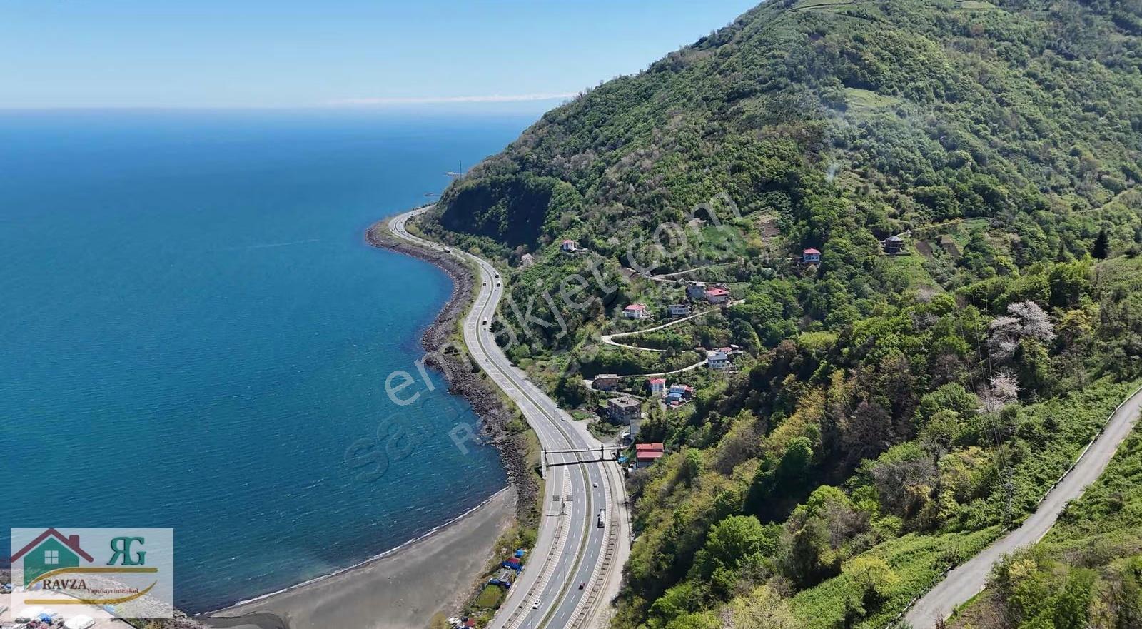 Çarşıbaşı'nda Deniz Manzaralı Satılık 2.417 M² Fındık Bahçesi - Görsel 7
