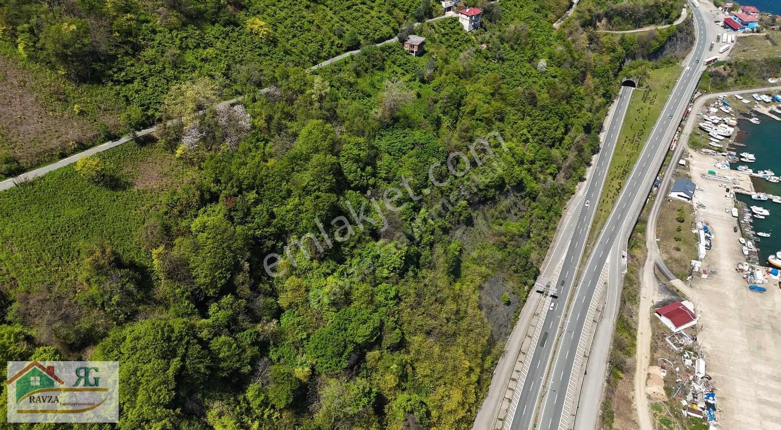 Çarşıbaşı'nda Deniz Manzaralı Satılık 2.417 M² Fındık Bahçesi - Görsel 6