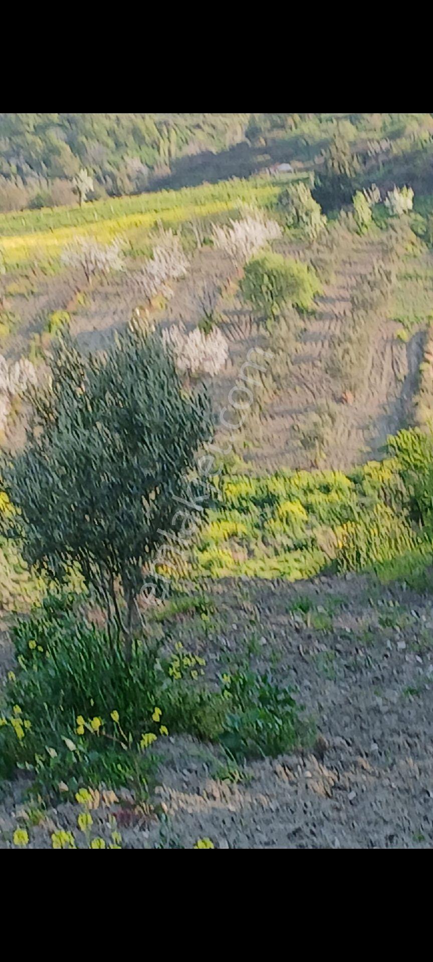 Soma Küçük Güney Satılık Zeytinlik - Görsel 3