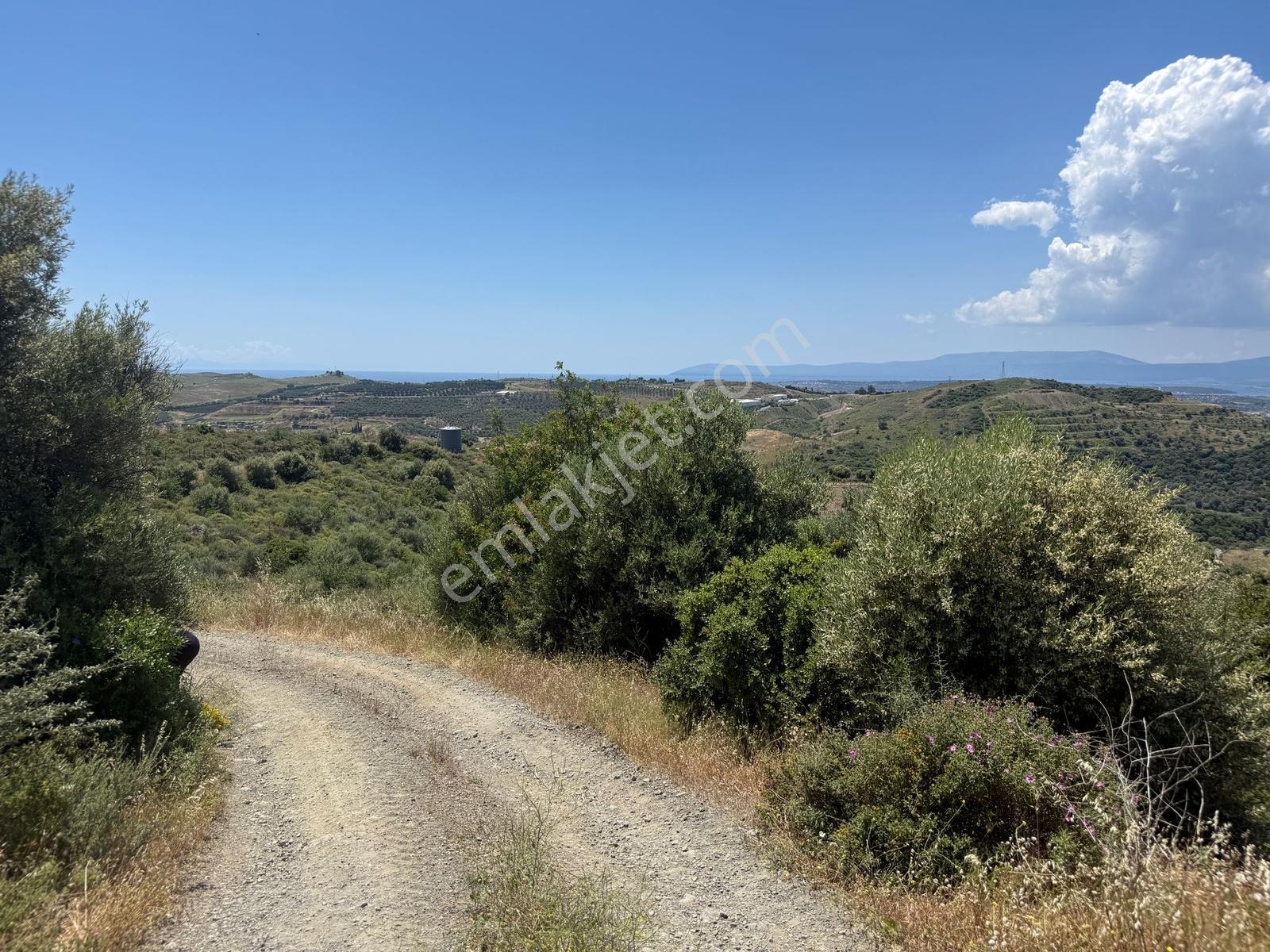 Seferihisar Da Bağevi Hayali Olanlara Deniz Manzaralı Zeytinlik - Görsel 15
