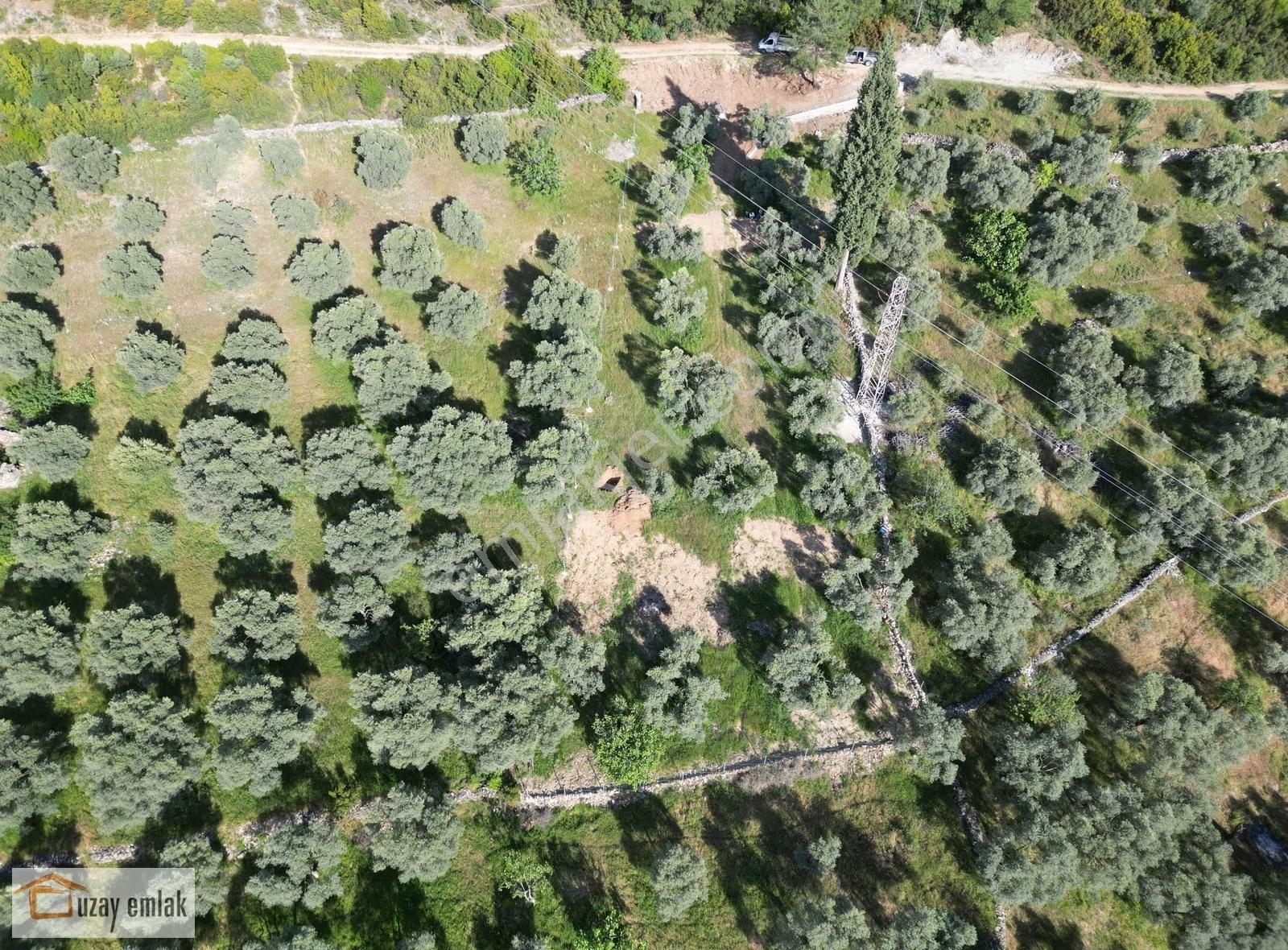Milas Tuzabat Köyünde Satılık Doğa İçinde 1.800 M² Tarla - Görsel 7
