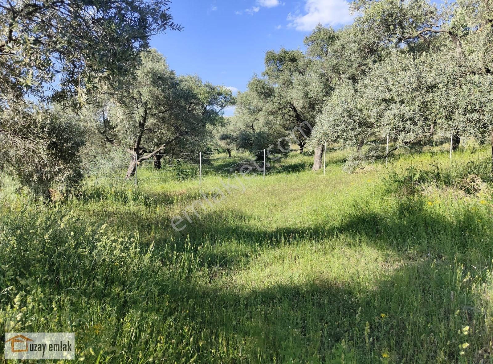 Milas Tuzabat Köyünde Satılık Doğa İçinde 1.800 M² Tarla - Görsel 4
