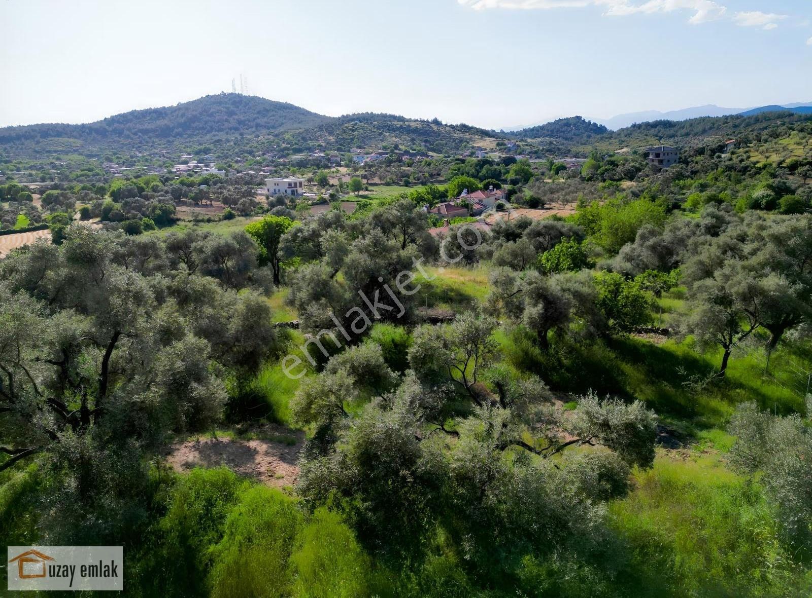 Milas Tuzabat Köyünde Satılık Doğa İçinde 1.800 M² Tarla - Görsel 2