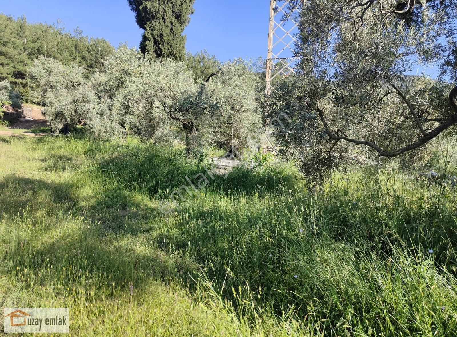 Milas Tuzabat Köyünde Satılık Doğa İçinde 1.800 M² Tarla - Görsel 17