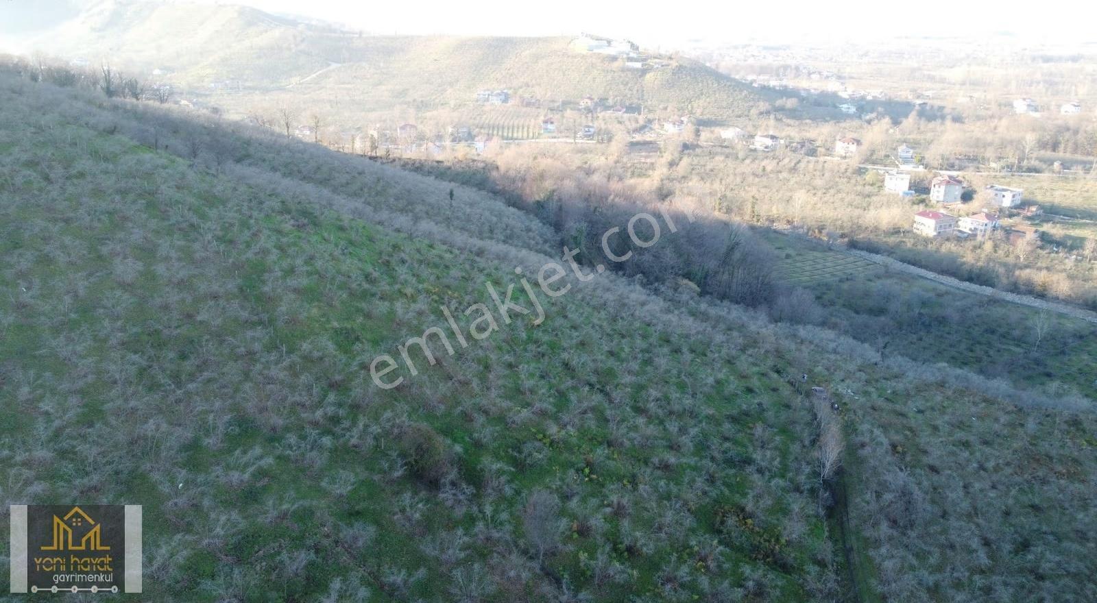 Terme Evci Mh De Satılık 3.750 M Fındık Bahçesi - Görsel 2