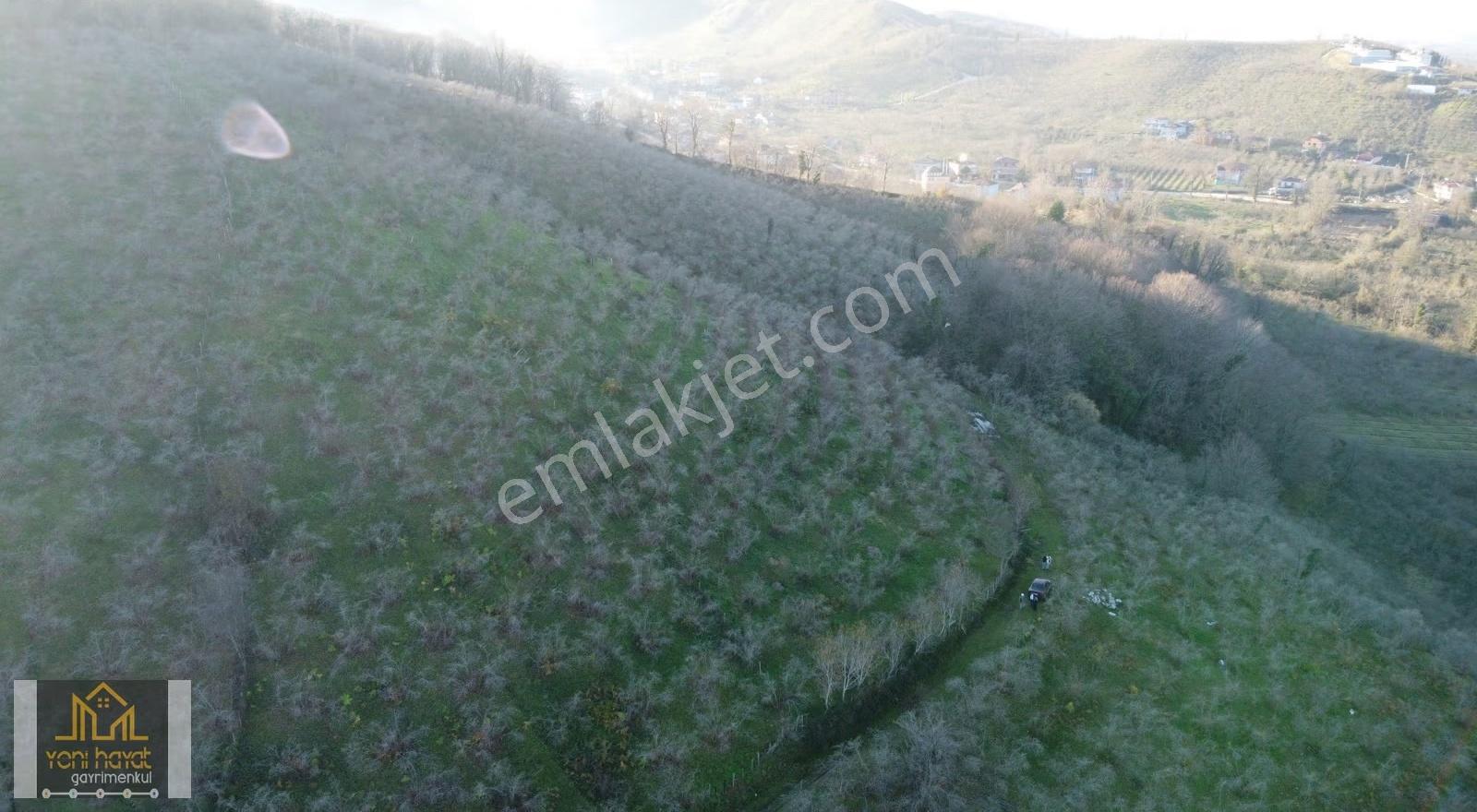 Terme Evci Mh De Satılık 3.750 M Fındık Bahçesi