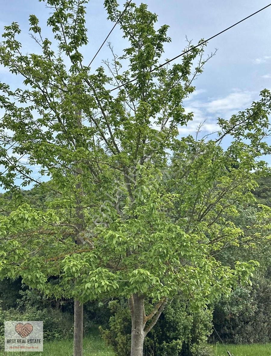 Milas Bodrum Boğaziçi'nde Elektrik Su Hazır 2575m² Satılık Tarla - Görsel 11