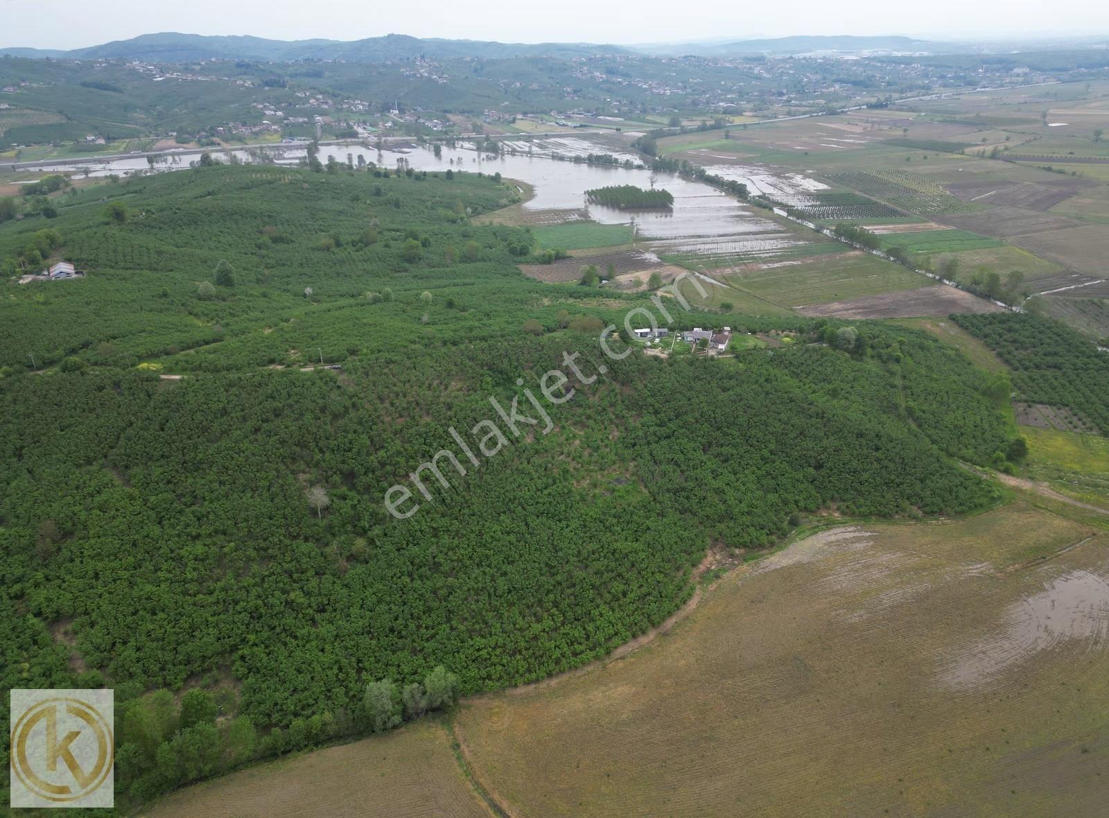 Kaymak Emlaktan Karasu Limanderede 2566 M² Fındık Bahçesi - Görsel 8