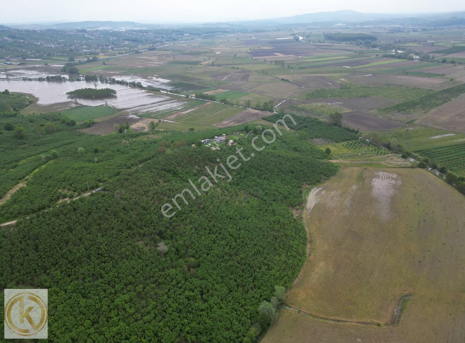 Kaymak Emlaktan Karasu Limanderede 2566 M² Fındık Bahçesi - Görsel 11