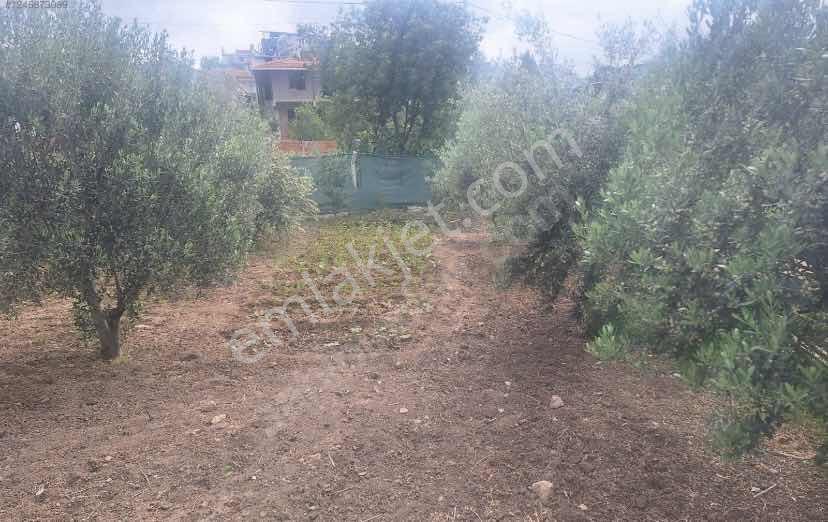 Kemalpaşa Aşağıkızılcada Kupon Arsa