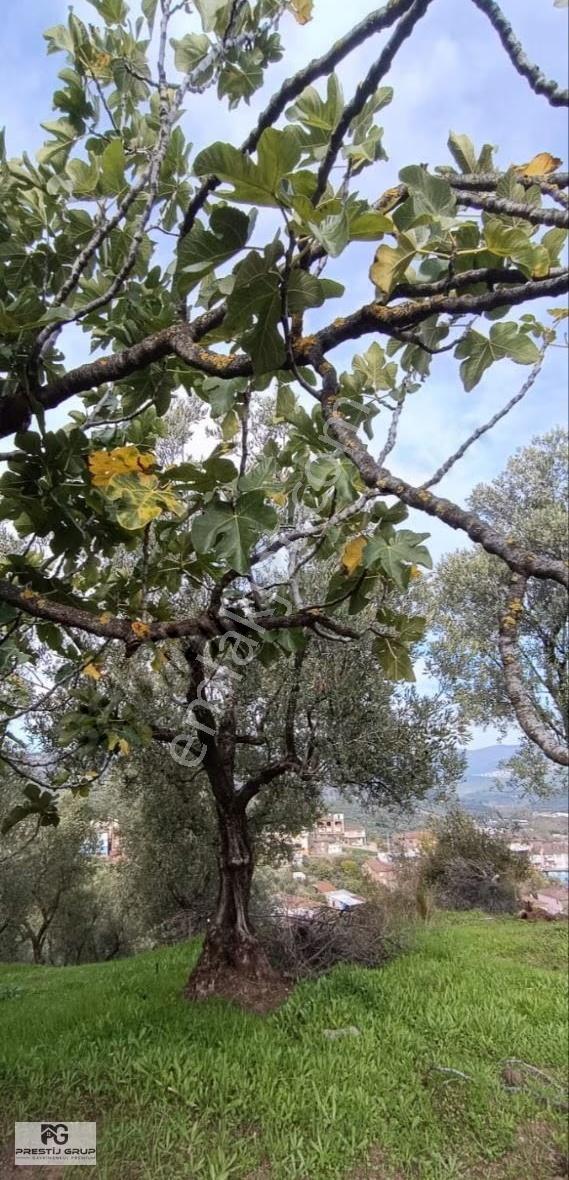 Prestij Gruptan Gemlik Muratoba'da Satılık Zeytinlik - Görsel 7