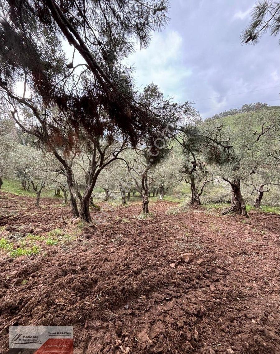 Orhangazi Yeniköyde Yola Cephe Satılık Kupon Arazi - Görsel 6