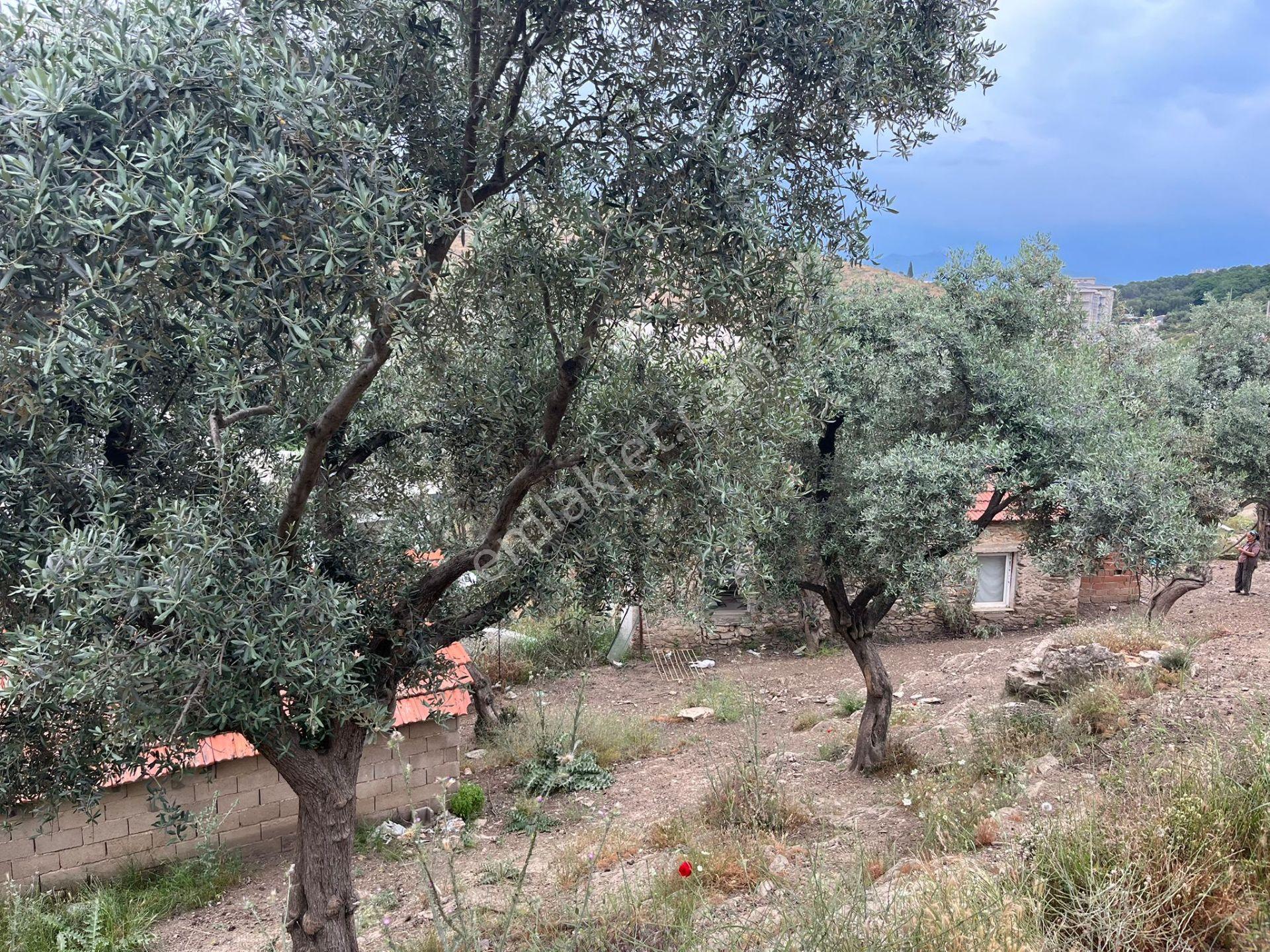 Ege'de Yatırımlık Arsa | 484 M² | Ayrık Nizam İmarlı Muğla/milas - Görsel 21