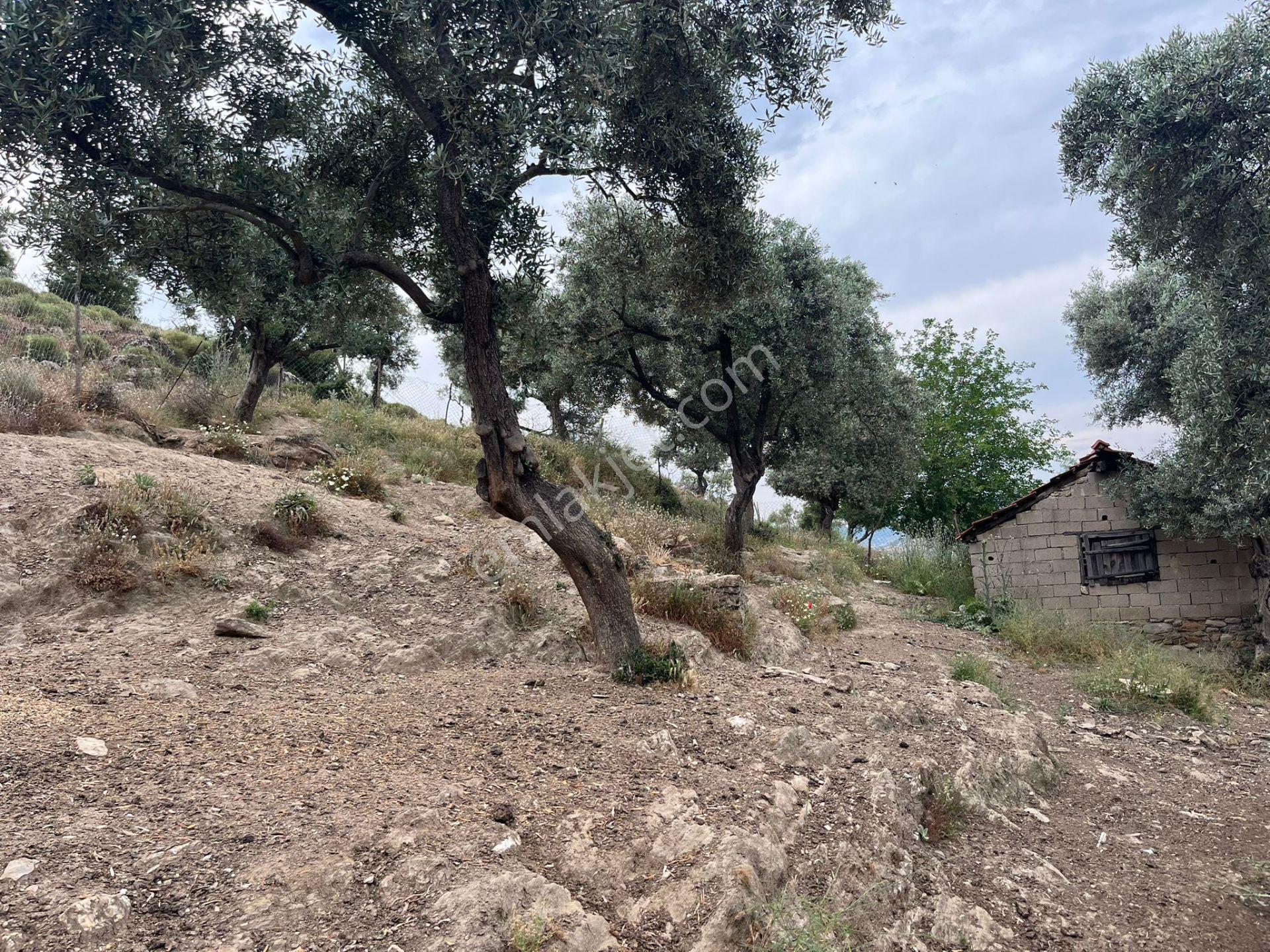 Ege'de Yatırımlık Arsa | 484 M² | Ayrık Nizam İmarlı Muğla/milas - Görsel 28