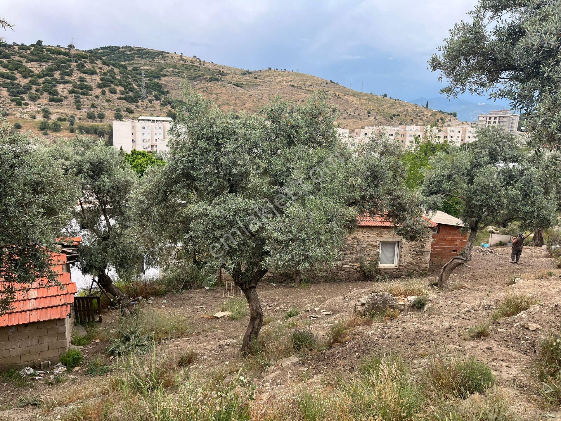 Ege'de Yatırımlık Arsa | 484 M² | Ayrık Nizam İmarlı Muğla/milas - Görsel 14