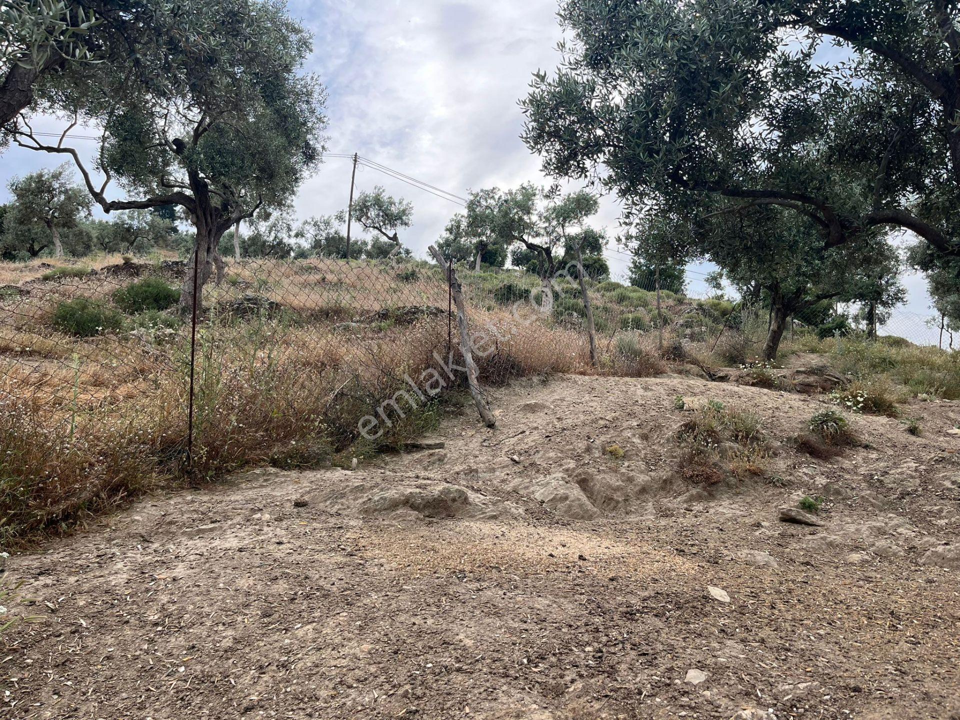 Ege'de Yatırımlık Arsa | 484 M² | Ayrık Nizam İmarlı Muğla/milas - Görsel 29