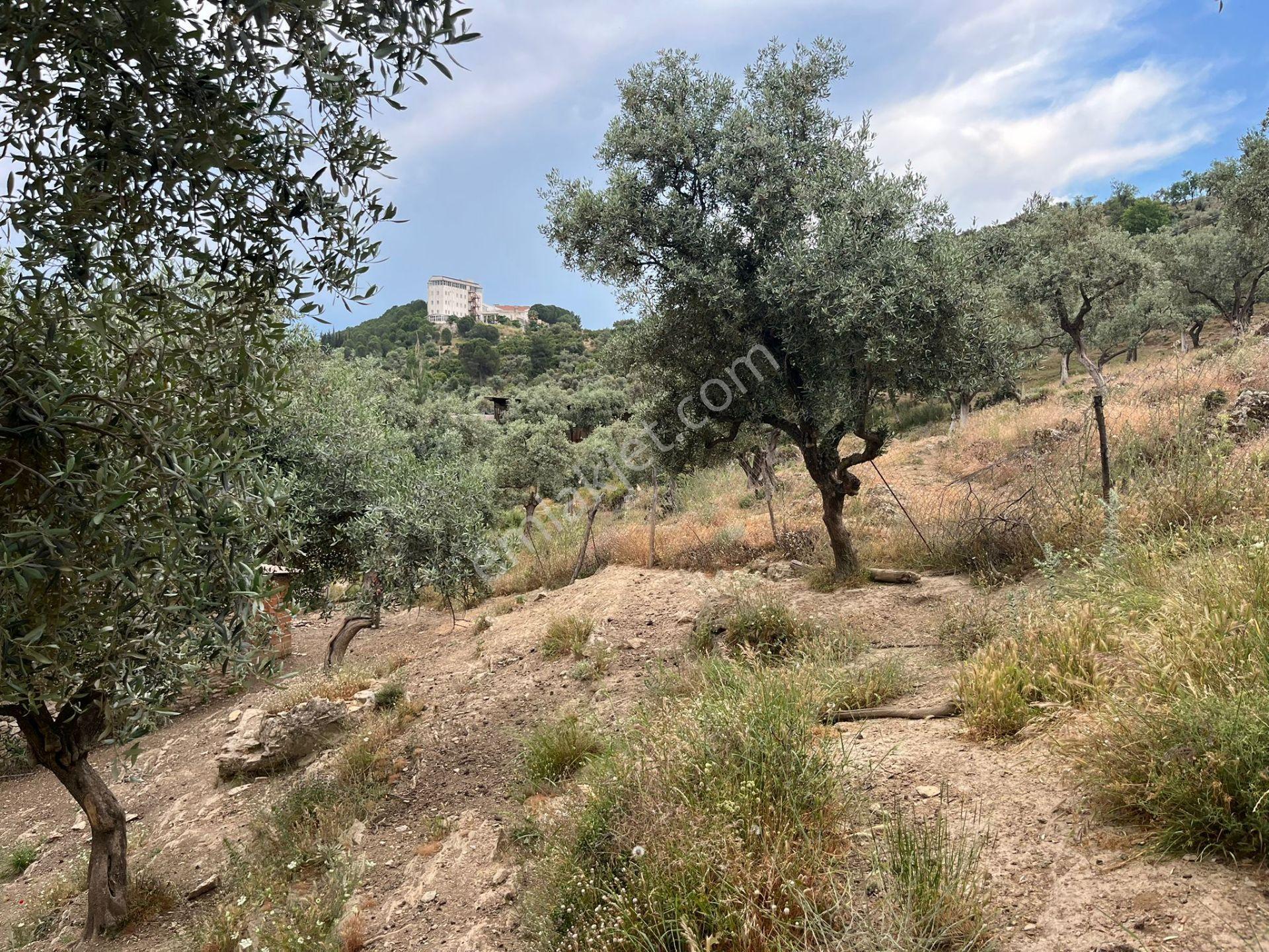 Ege'de Yatırımlık Arsa | 484 M² | Ayrık Nizam İmarlı Muğla/milas - Görsel 16