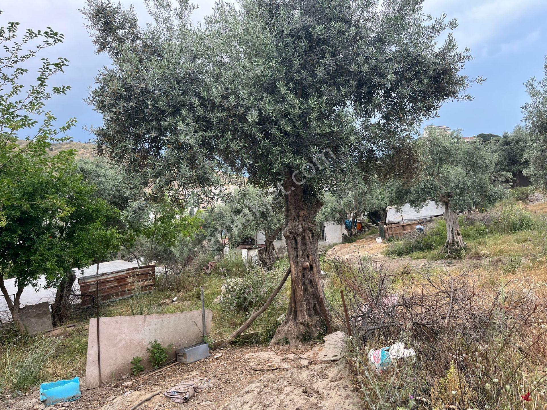Ege'de Yatırımlık Arsa | 484 M² | Ayrık Nizam İmarlı Muğla/milas - Görsel 7
