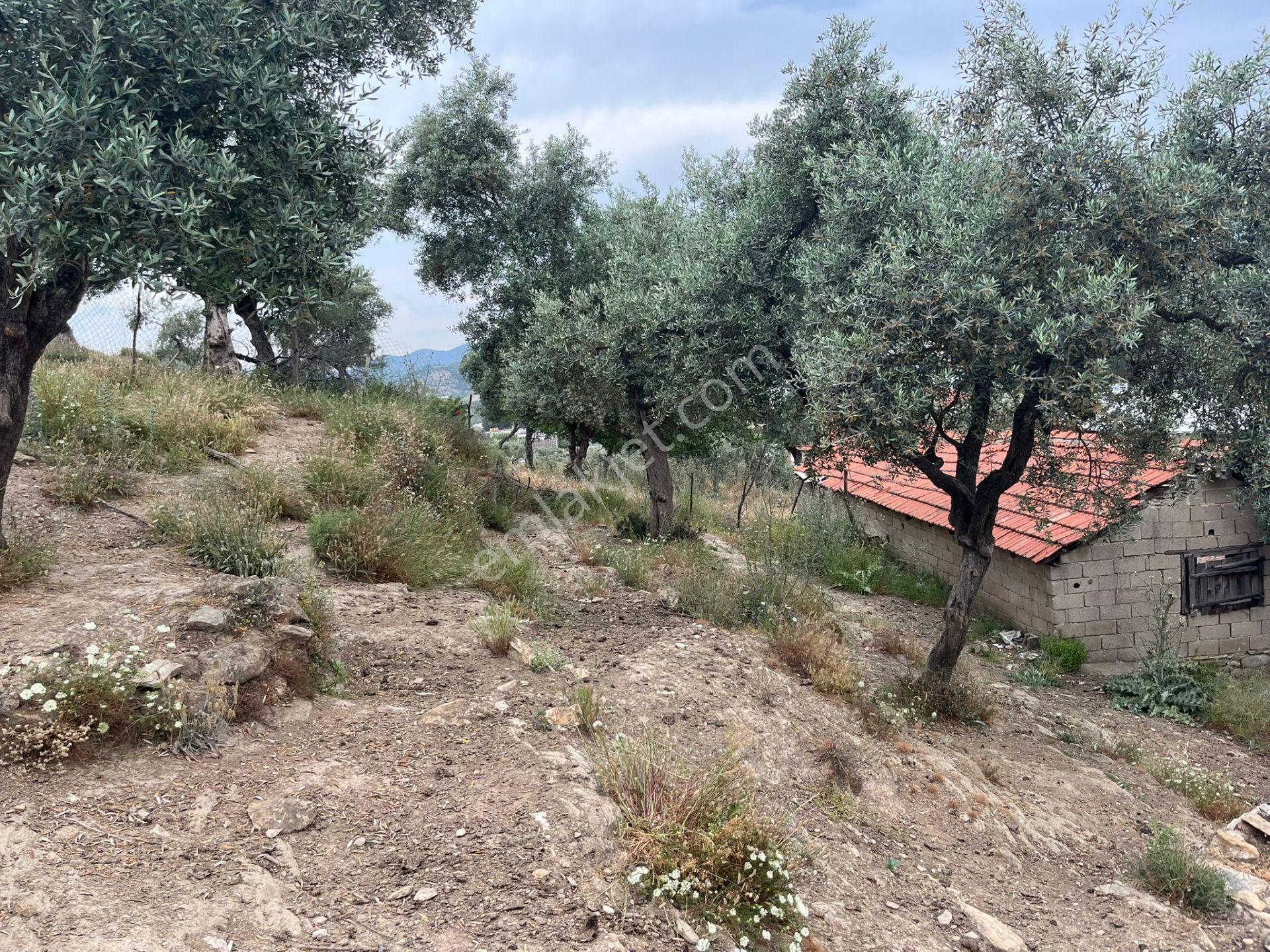 Ege'de Yatırımlık Arsa | 484 M² | Ayrık Nizam İmarlı Muğla/milas - Görsel 13