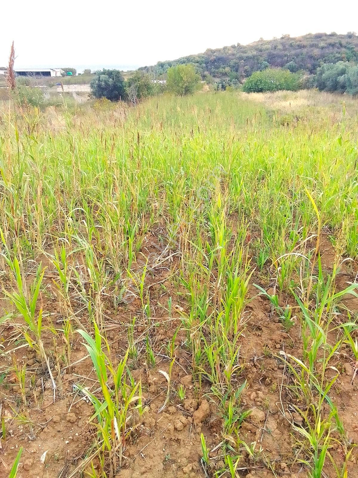 Bandırma Sahilyenice' De 1.411 M2 Deniz Manzaralı Satılık Arazi - Görsel 4