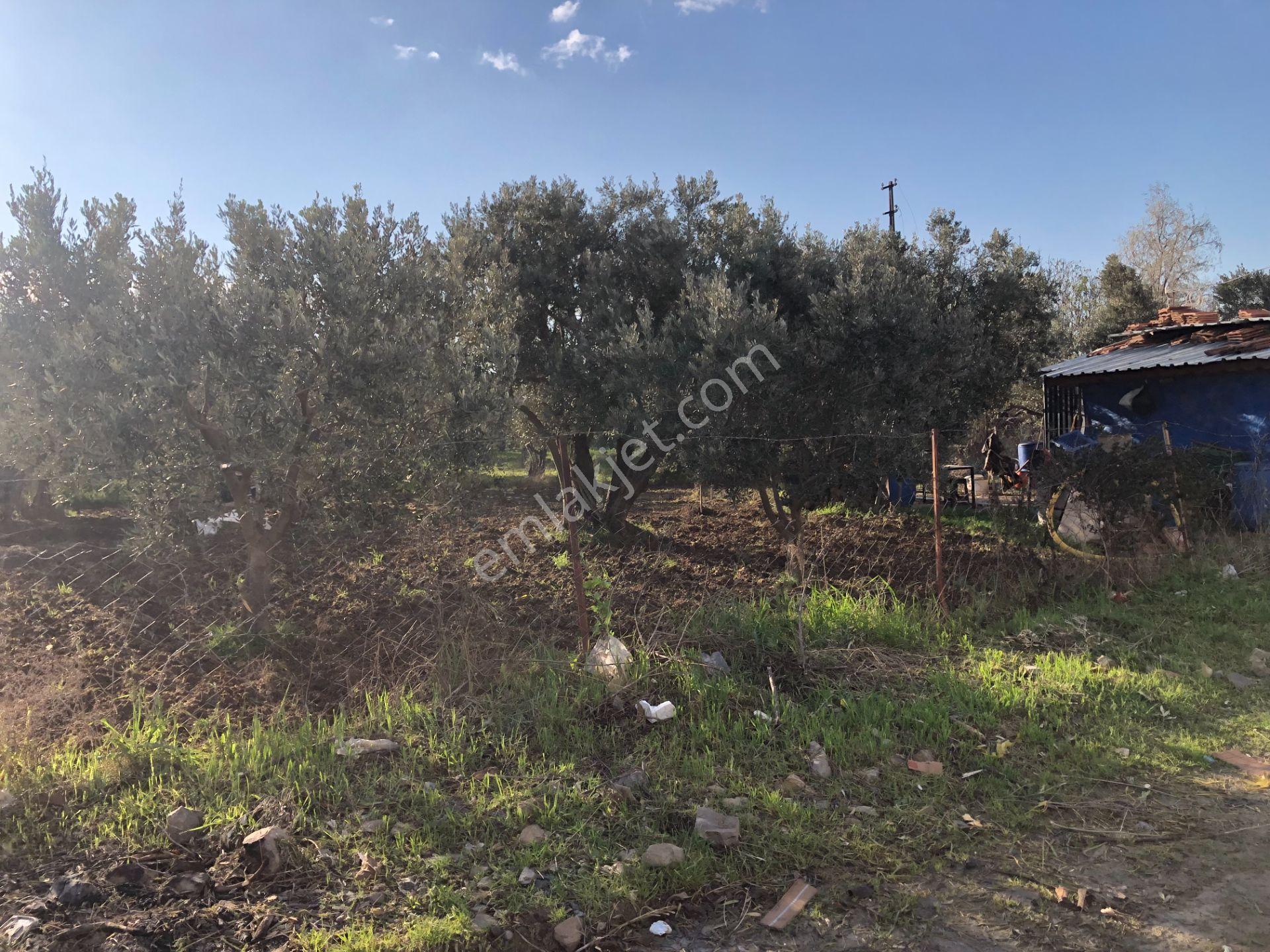Şarköy De Işık Emlaltan İstiklal Mah De 1054 M2 0/10 İmarlı Arsa - Görsel 13