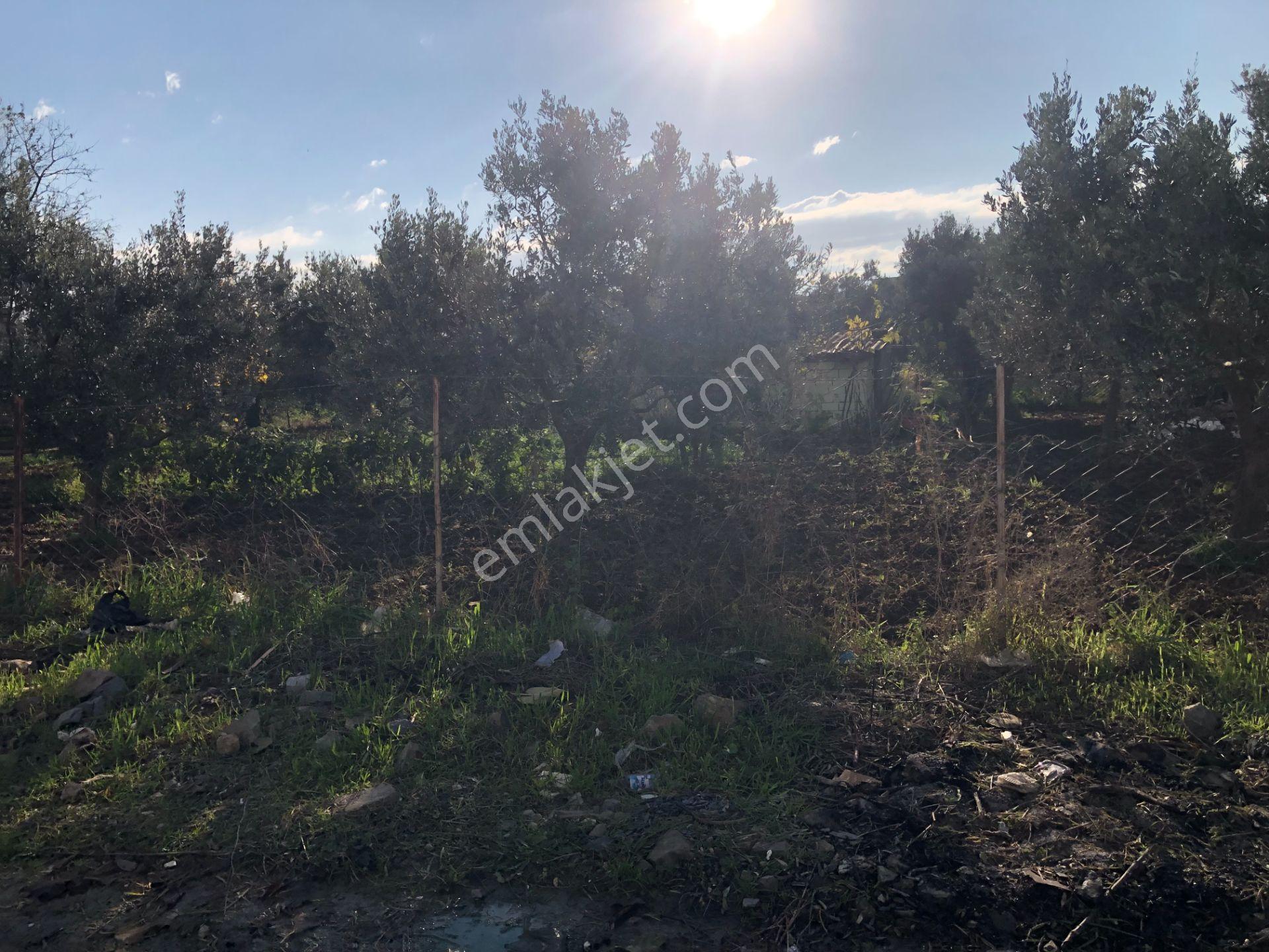 Şarköy De Işık Emlaltan İstiklal Mah De 1054 M2 0/10 İmarlı Arsa - Görsel 12