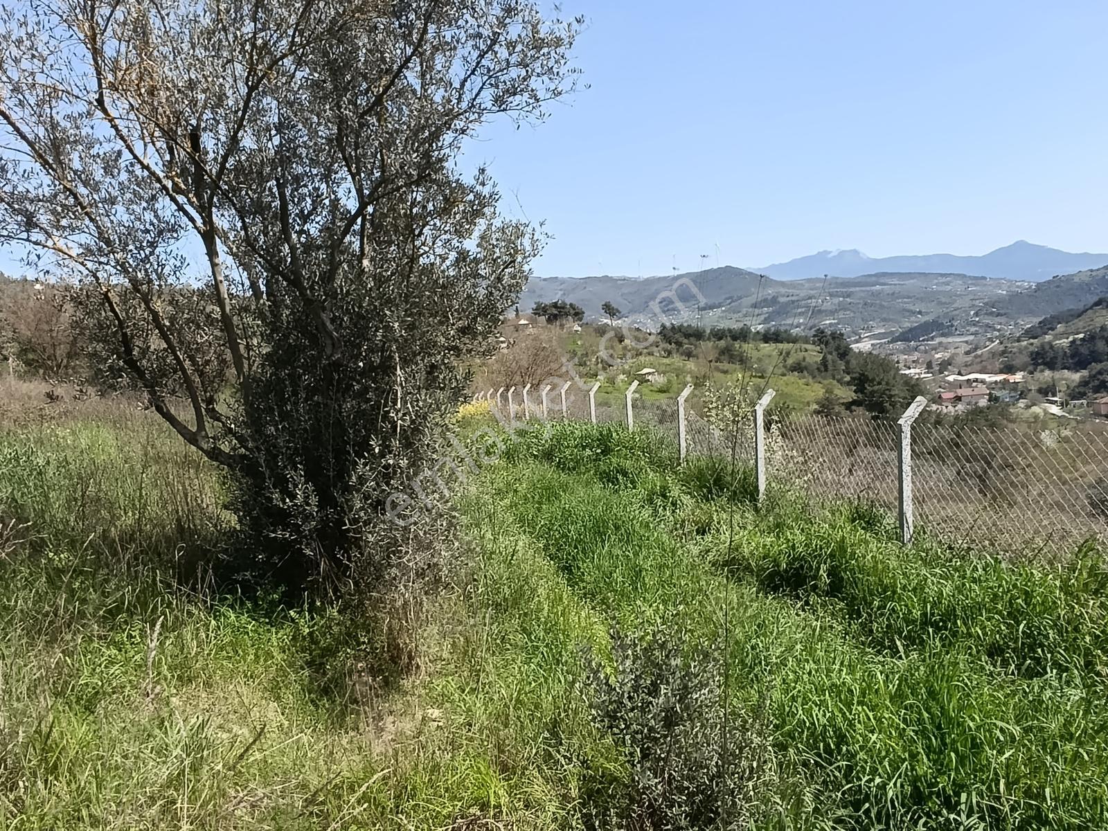 Satılık Zeytinlik Remax Vira Çetin Yıldırım - Görsel 5