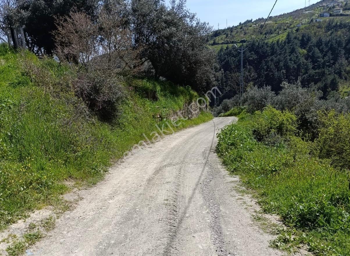 Satılık Zeytinlik Remax Vira Çetin Yıldırım - Görsel 3