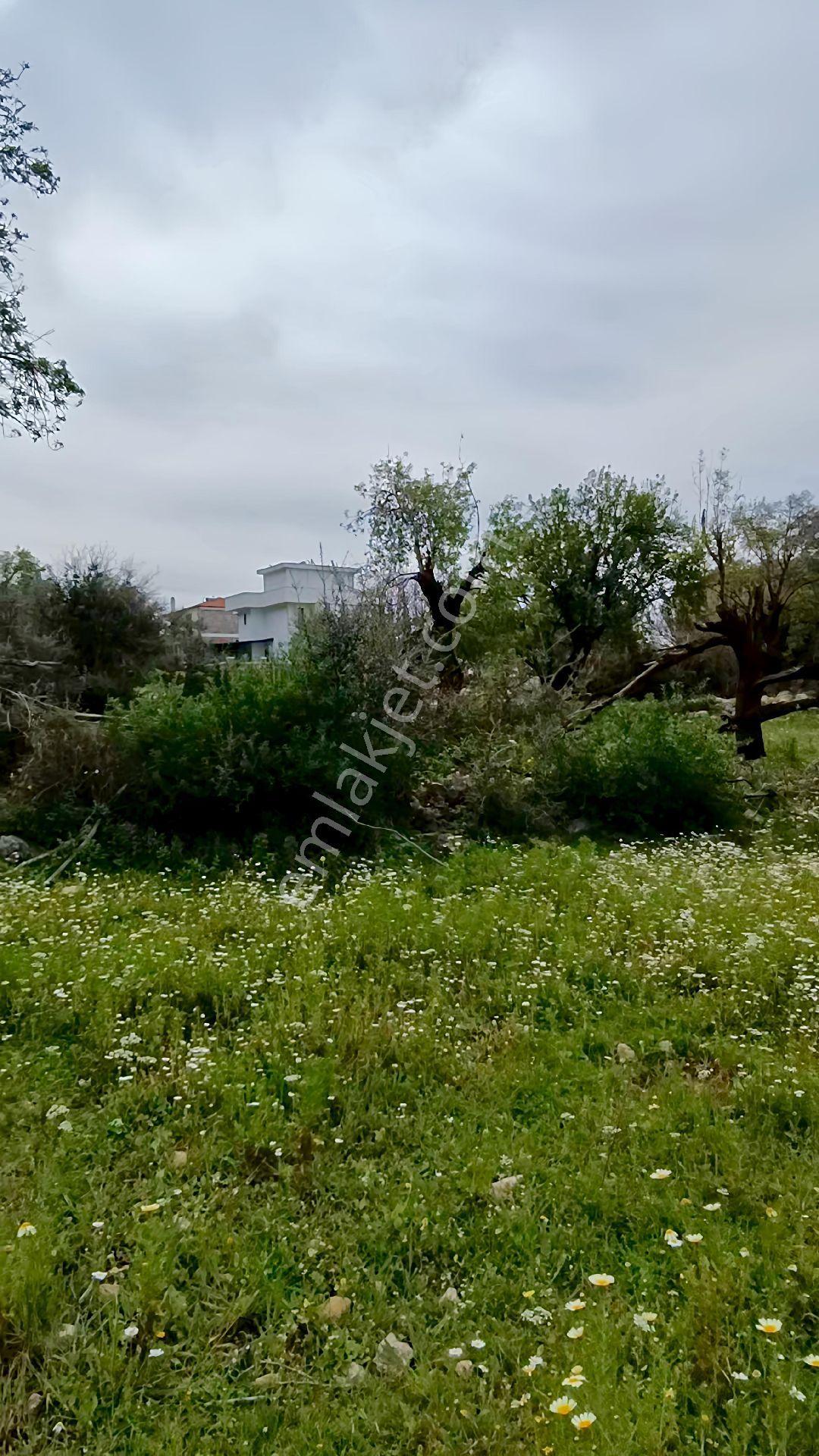 Joker: Marmaris Söğüt Villa Bölgesi Denize 1 Km Tarla - Görsel 16